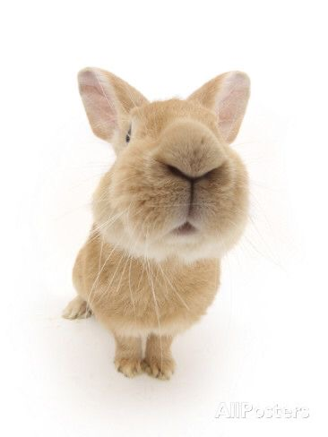 user avatar image for Pax