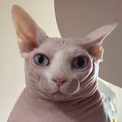 user avatar image for edmo