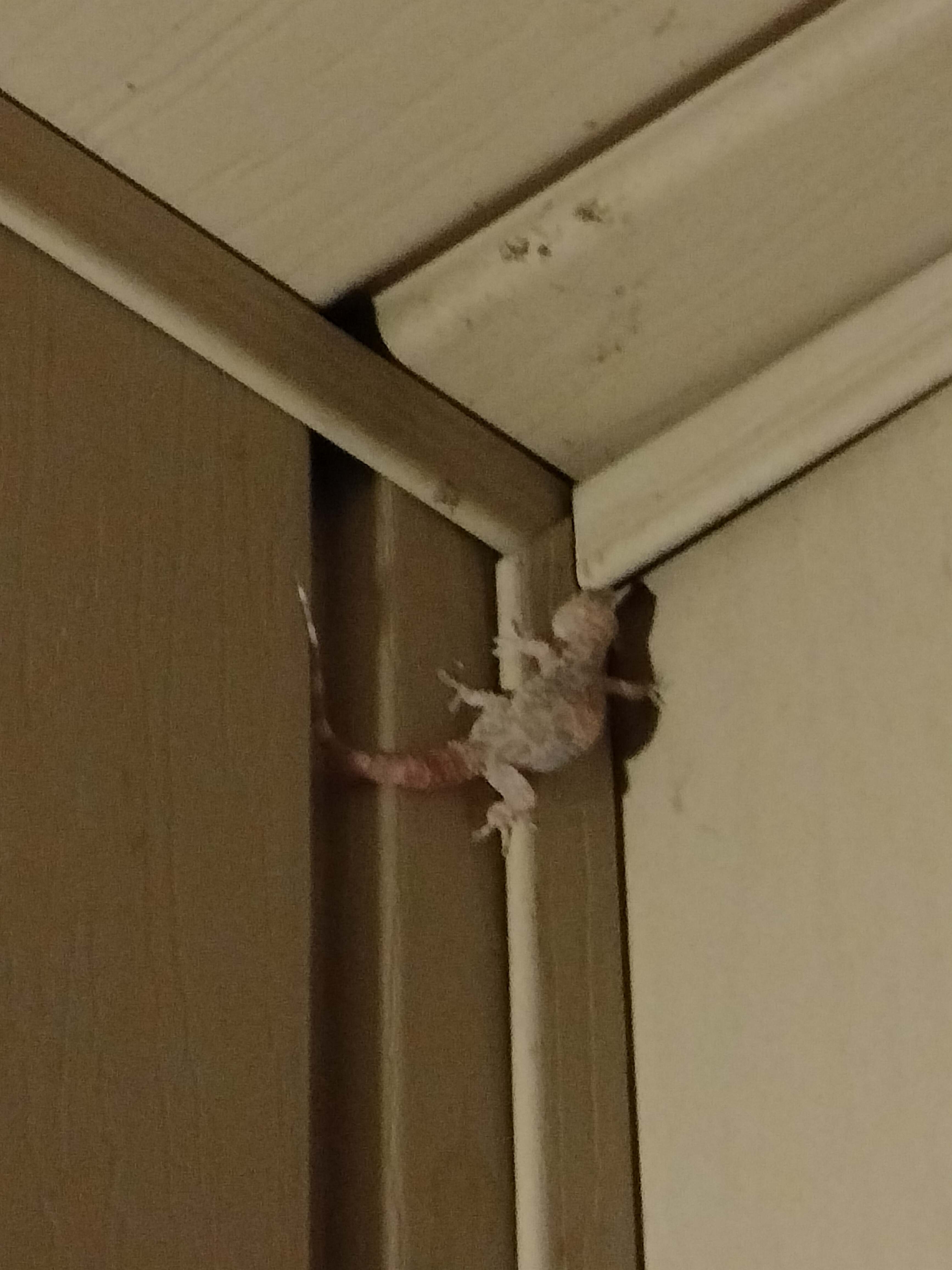 user avatar image for Cay123eh