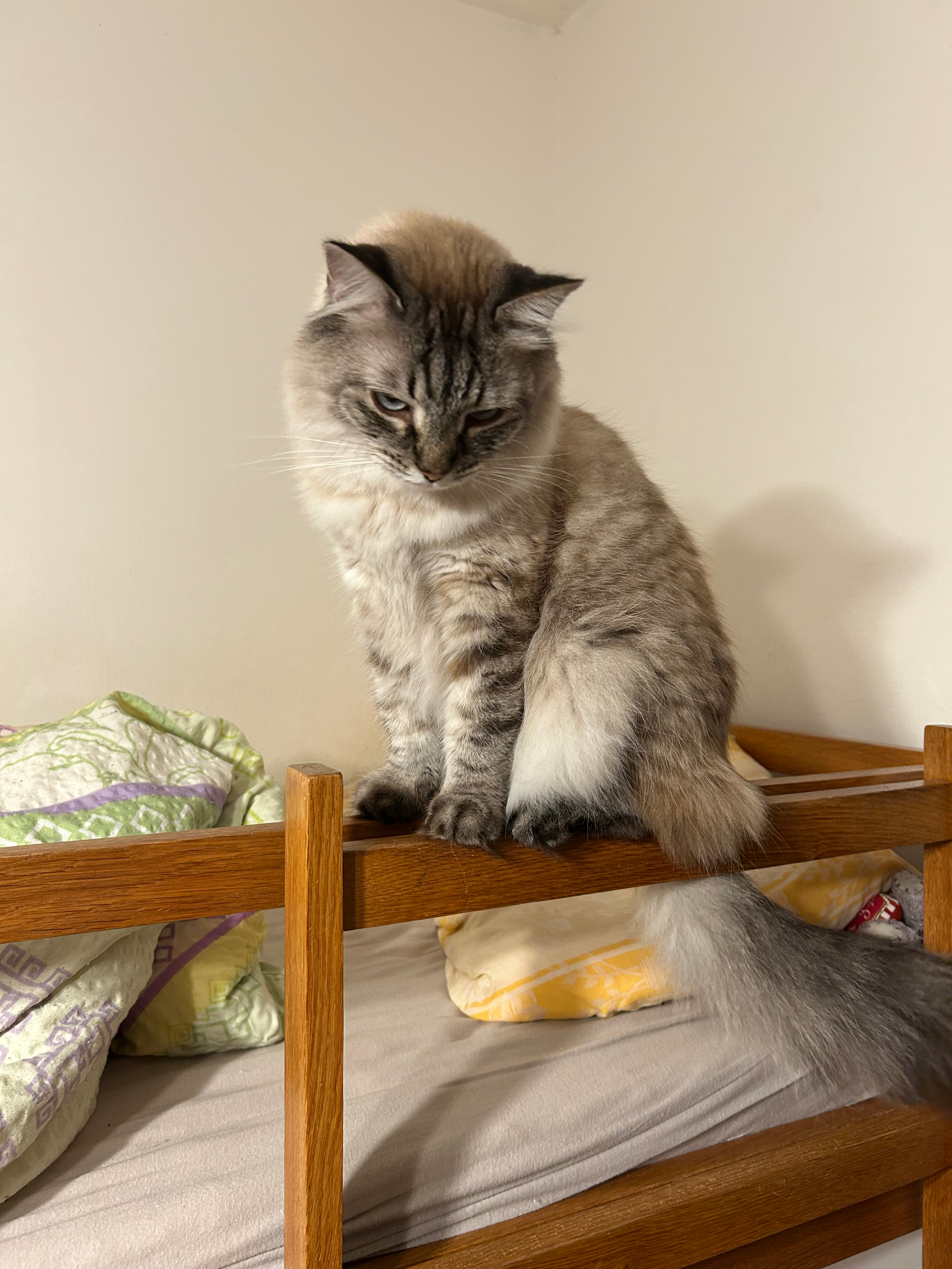 user avatar image for Niki