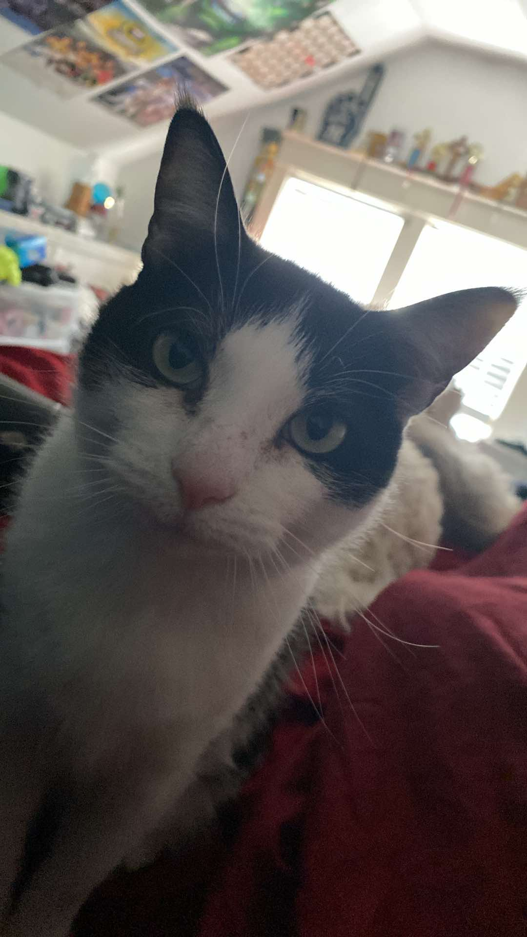 user avatar image for RevBug