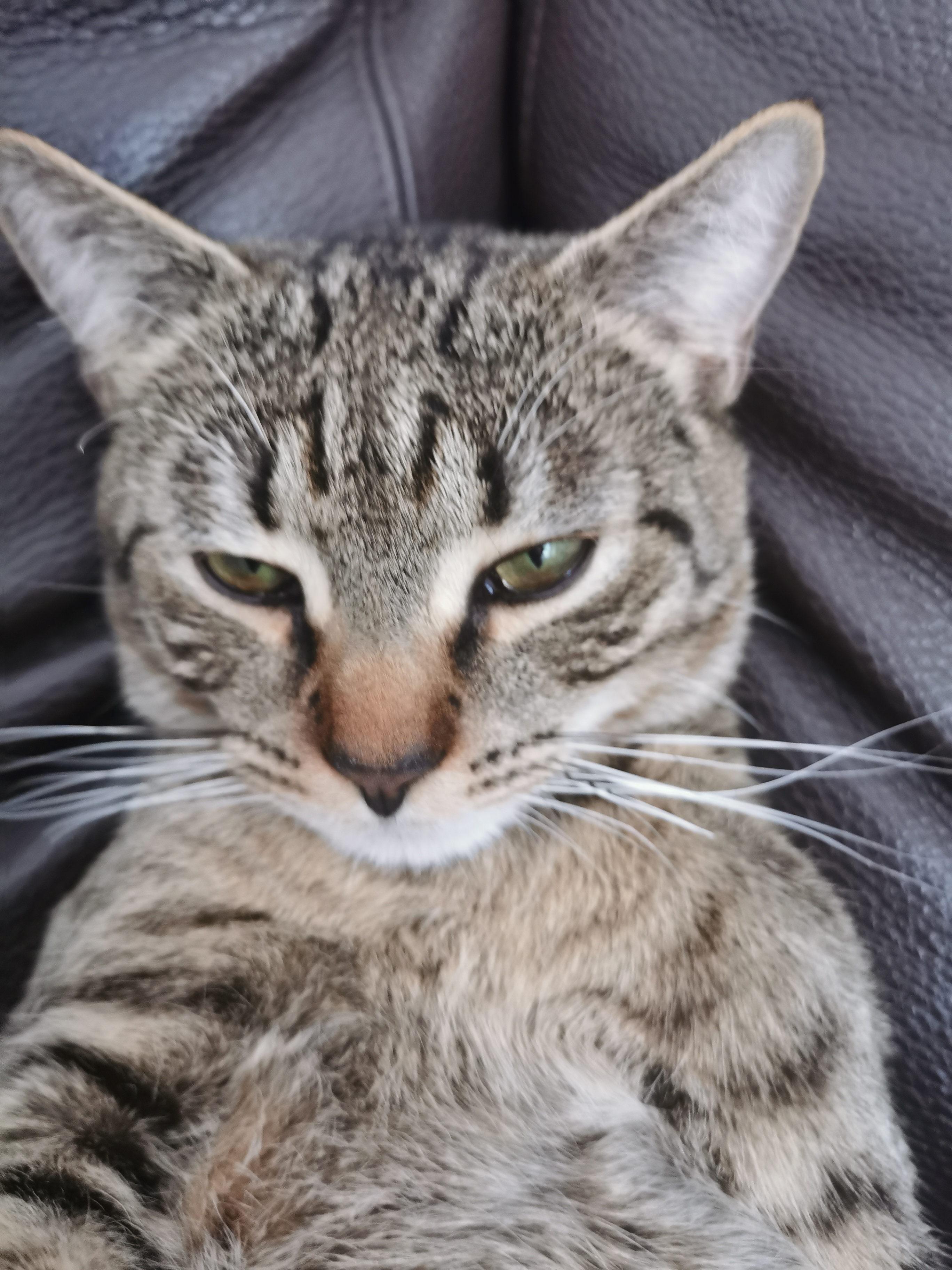 user avatar image for adumbratus