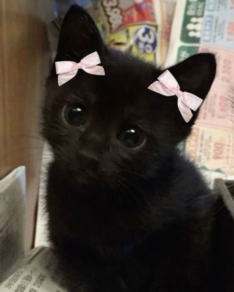 user avatar image for beans