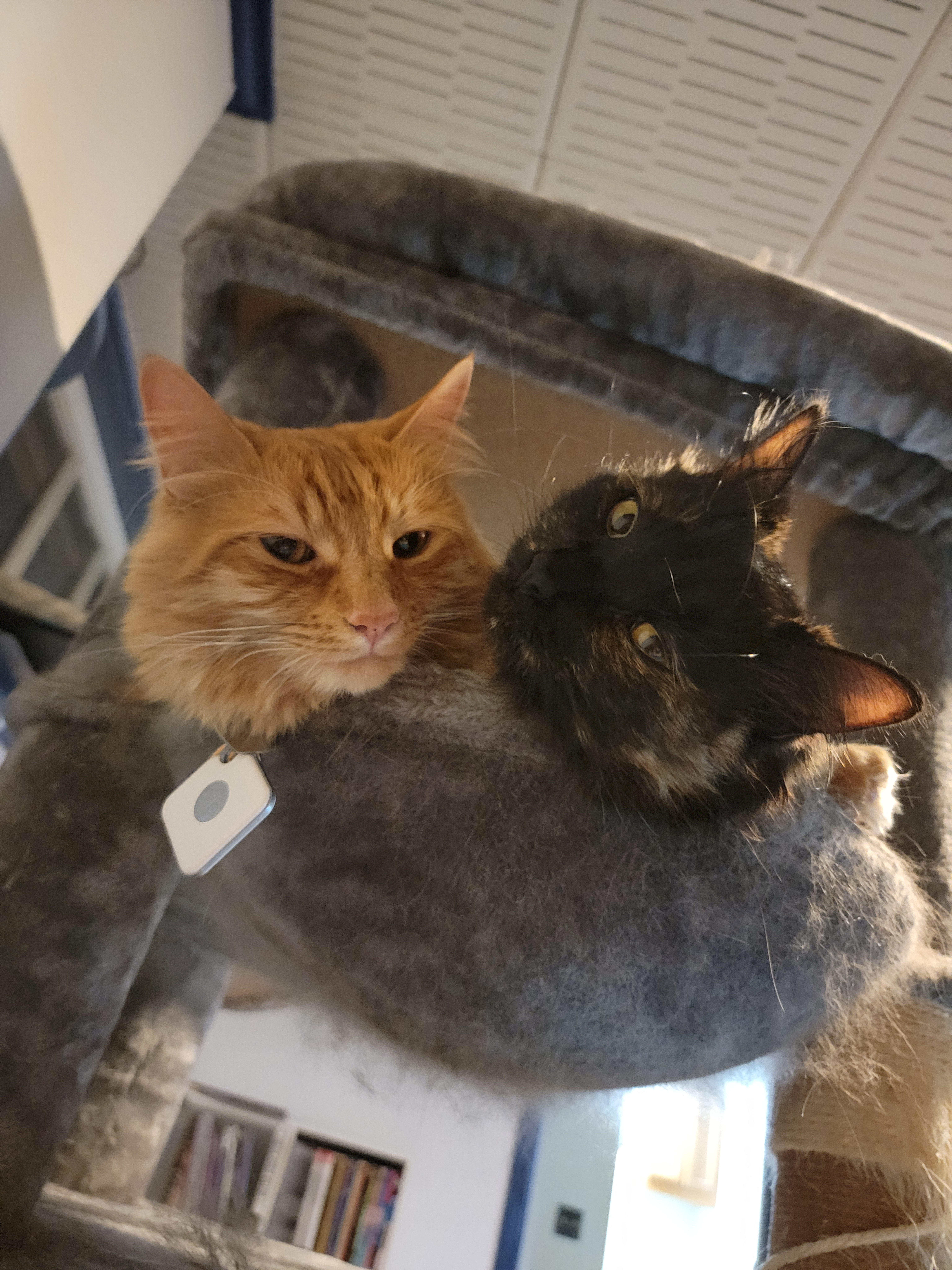 user avatar image for Josi-Lyn Dulaney 