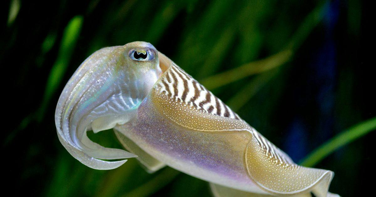 Cuttlefish [Sand Glitter]