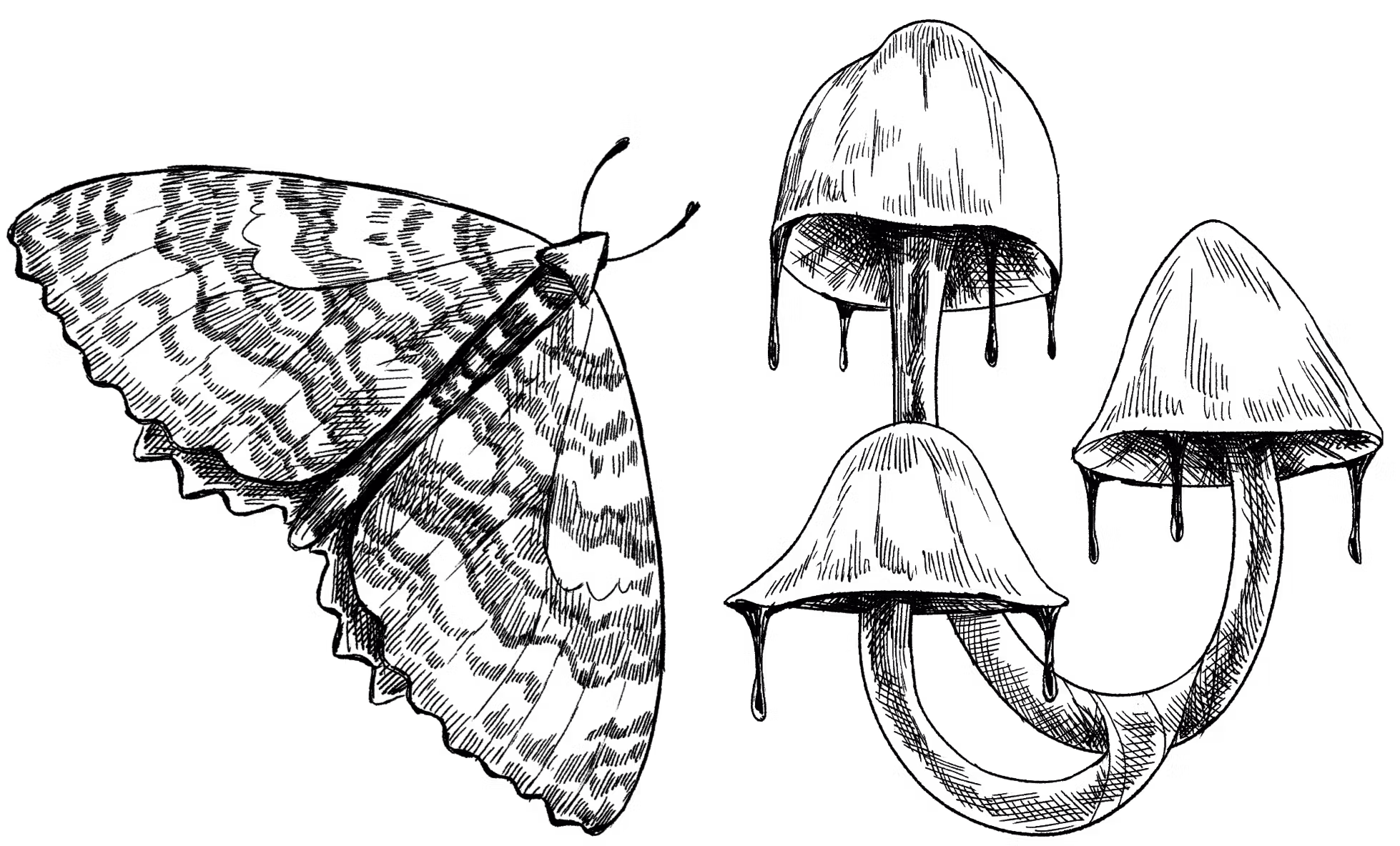  A black and white sketchy illustration of a moth and three fungi dripping a black ooze