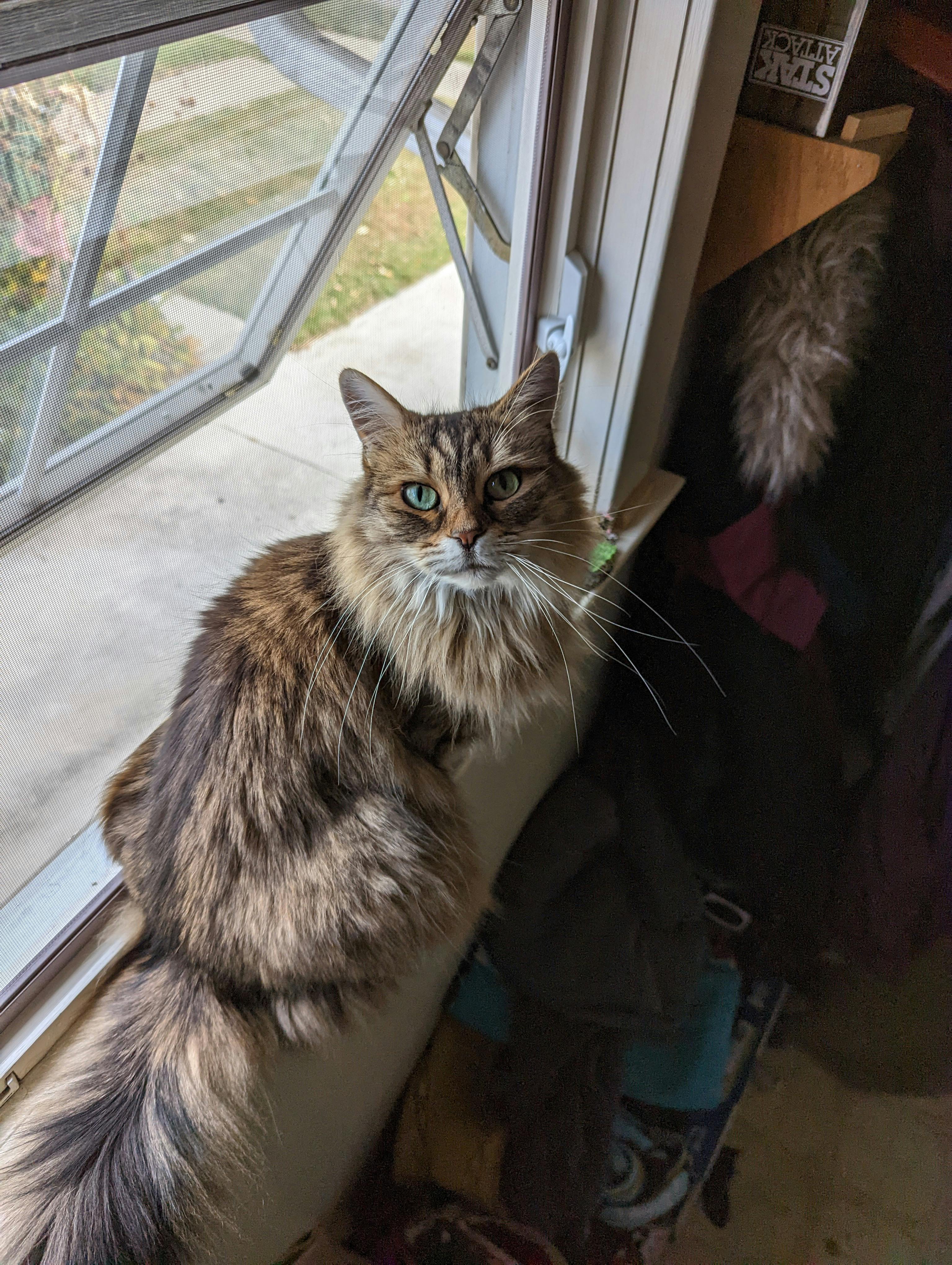 user avatar image for Sisshi