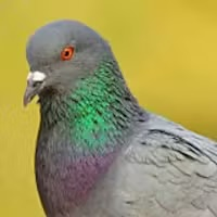 Rock Dove