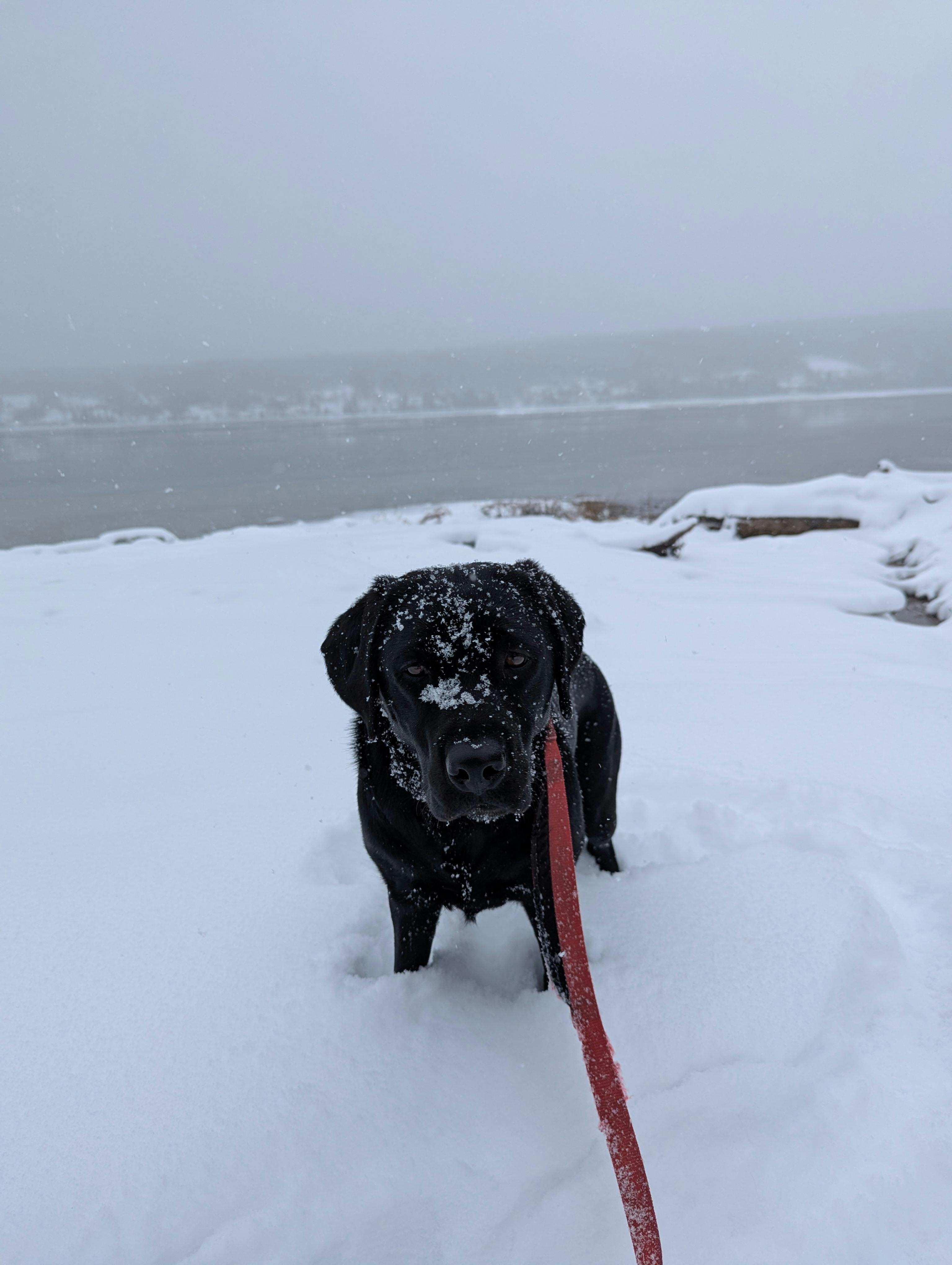 user avatar image for Guillaume Cusson 