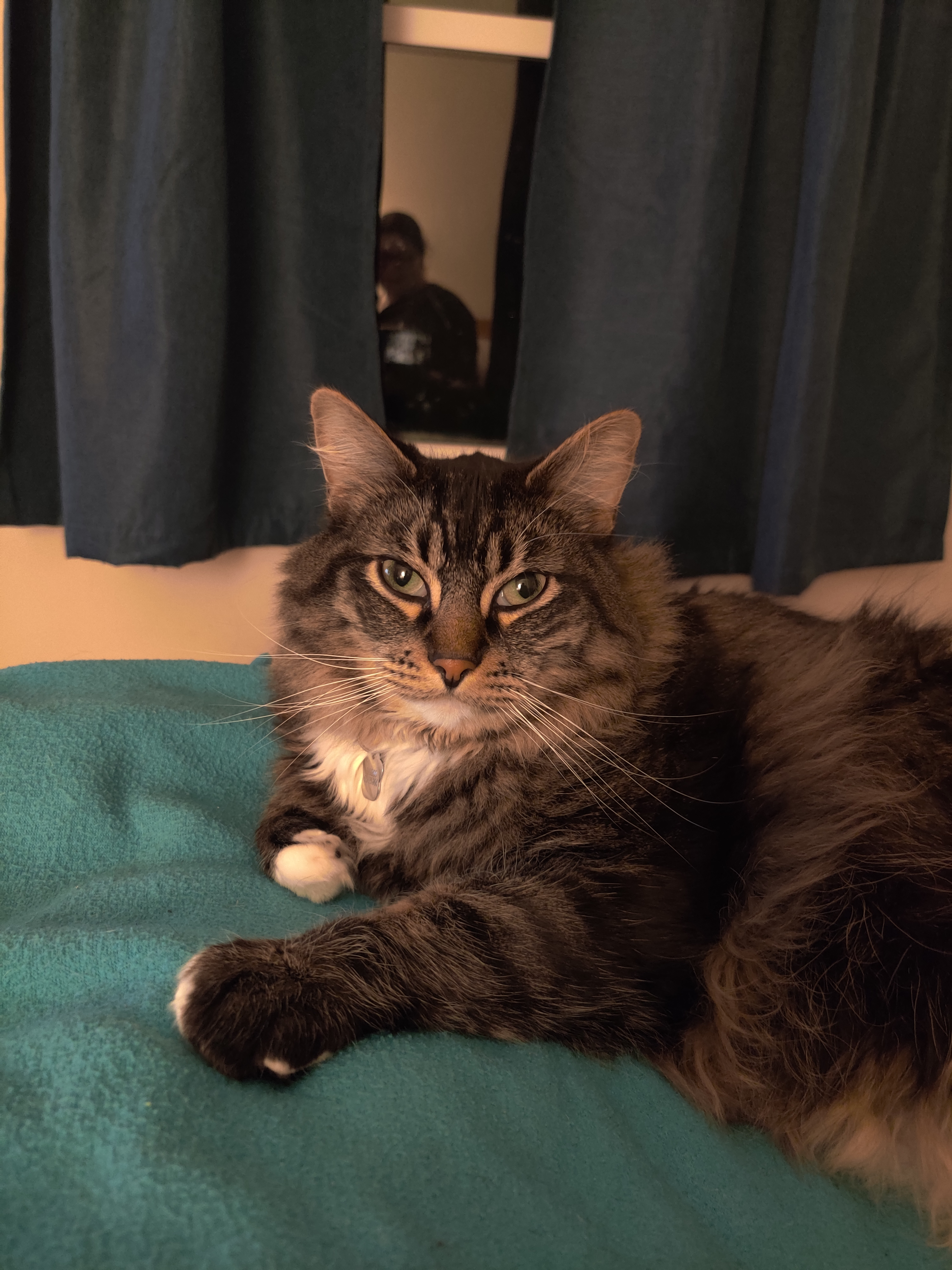 user avatar image for lisa dircks