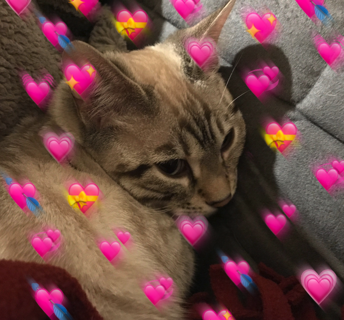 user avatar image for RachelG