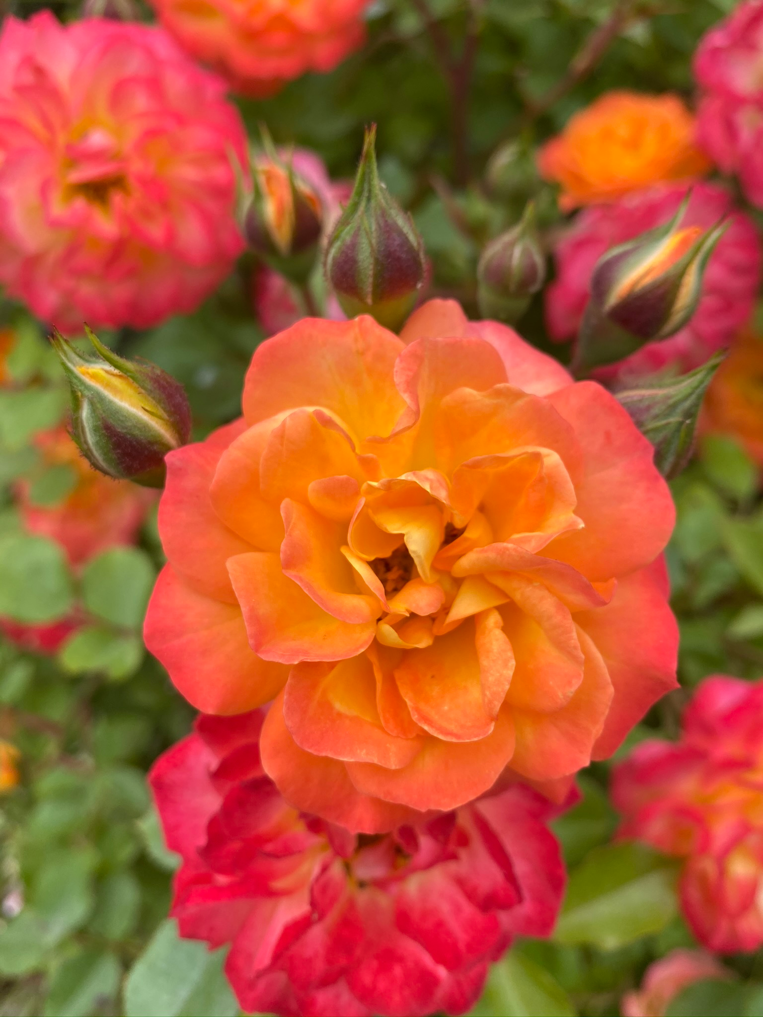 user avatar image for Liesa Blackstaffe