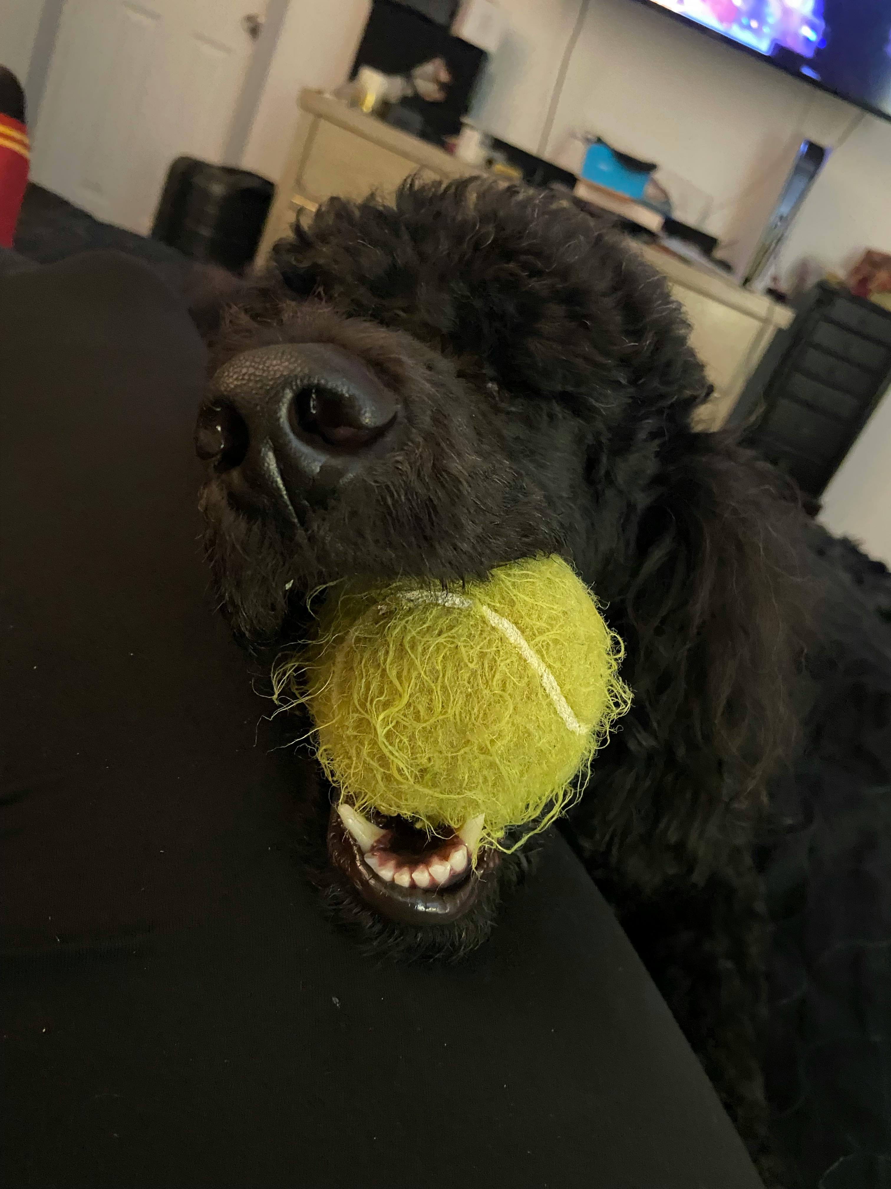 user avatar image for MJ