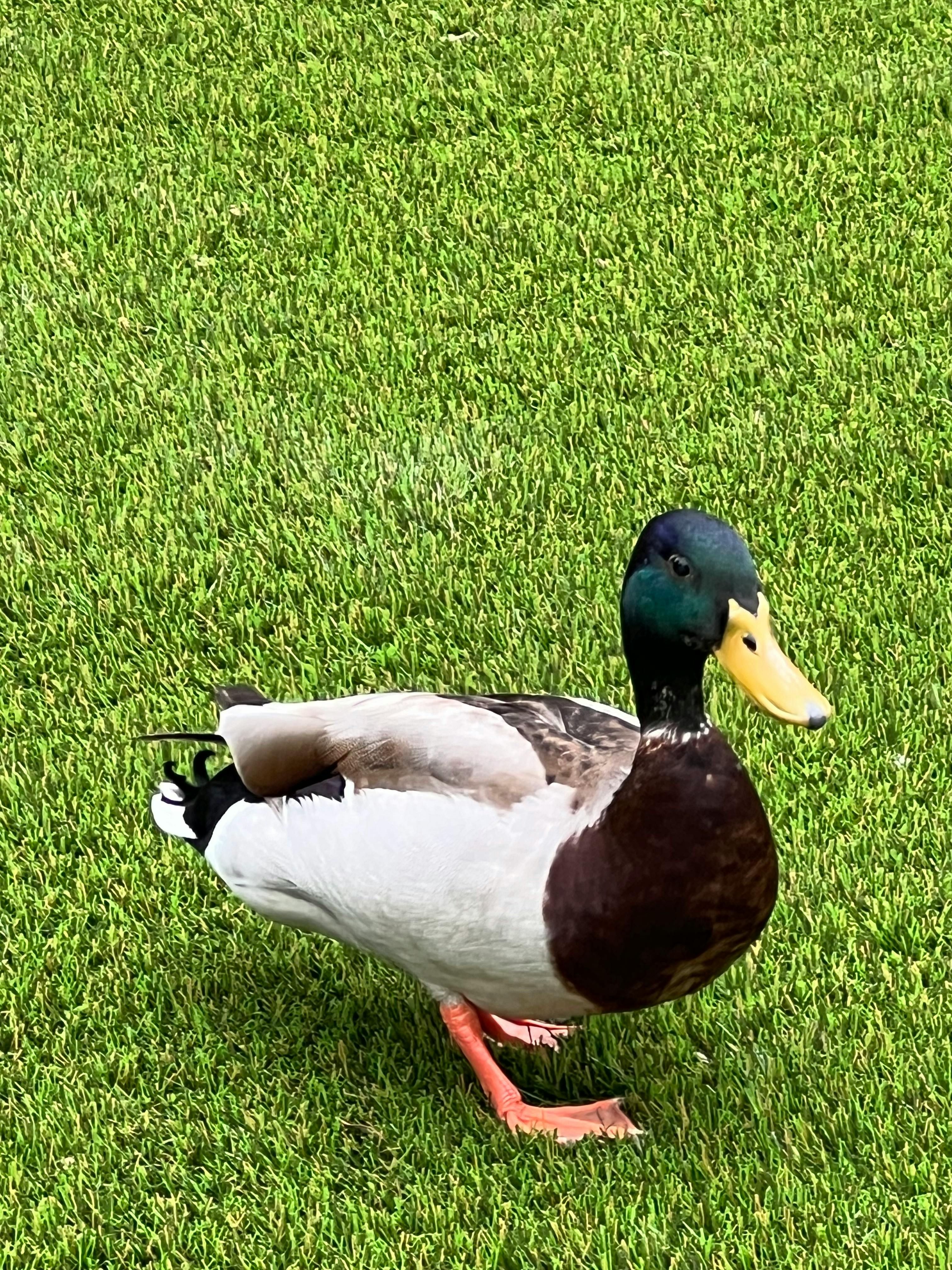 user avatar image for Ducking Hilarious