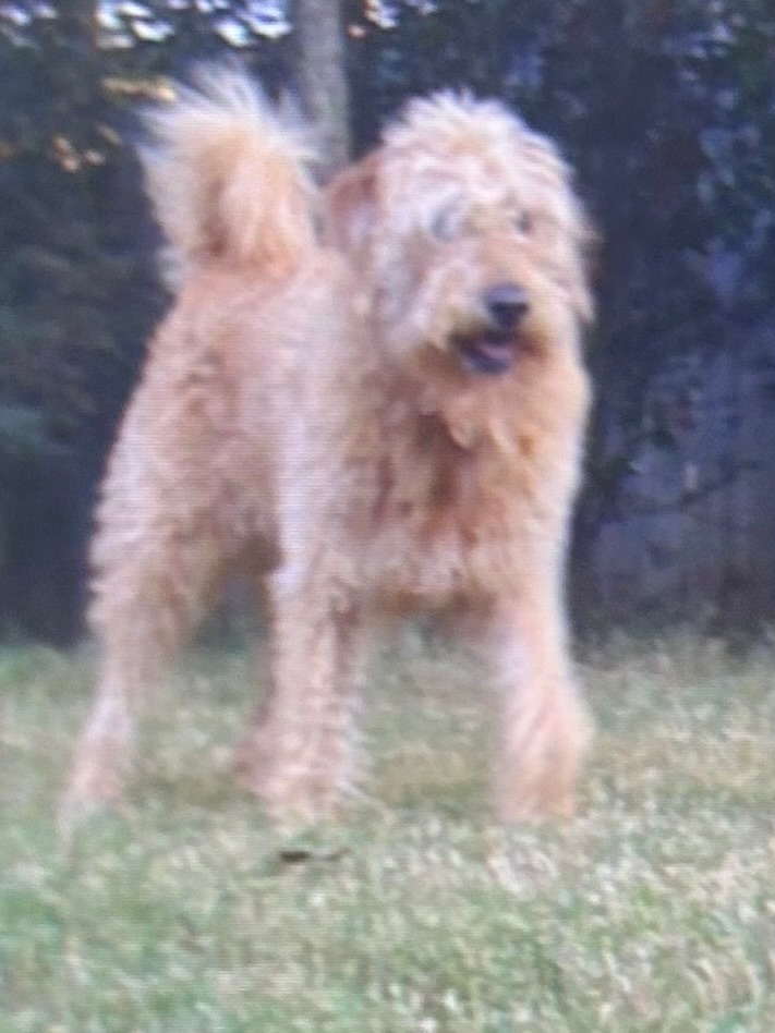 user avatar image for Zella