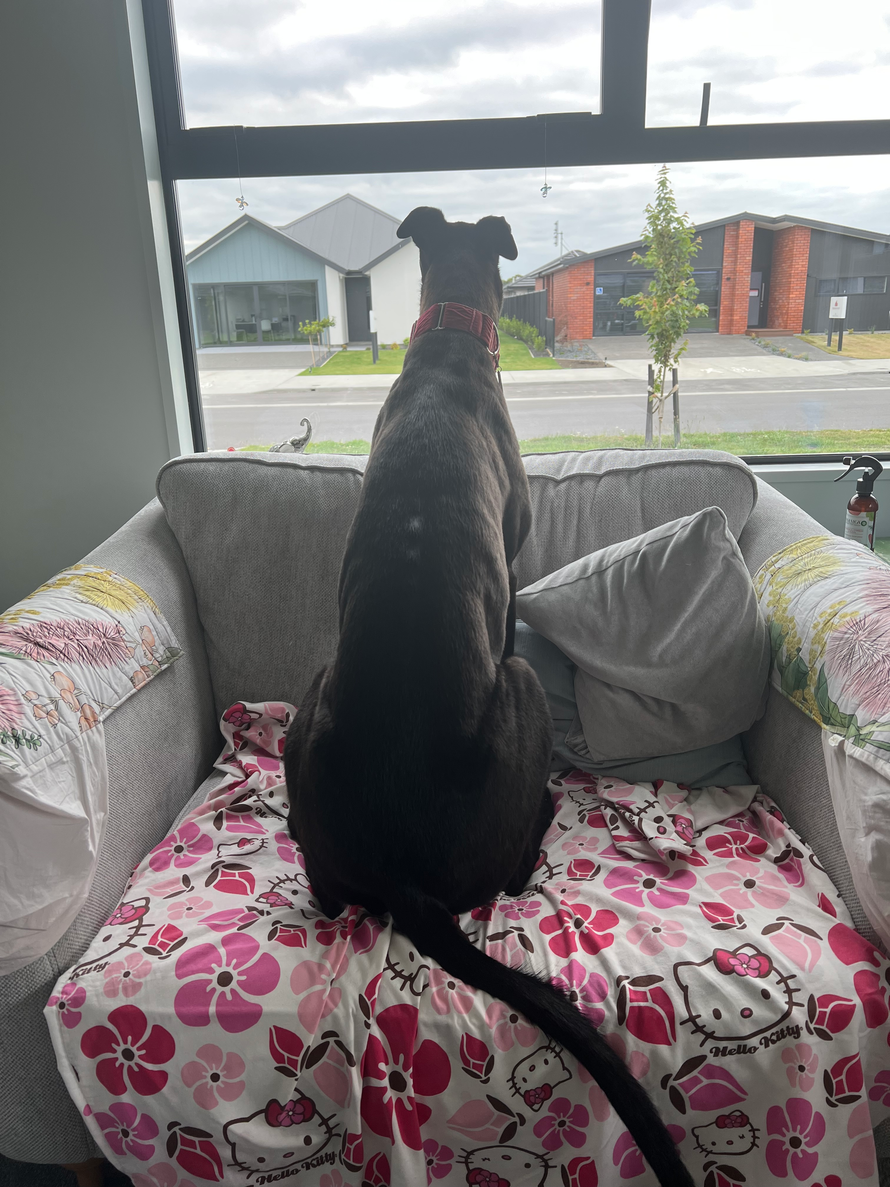 user avatar image for Bodhirob 