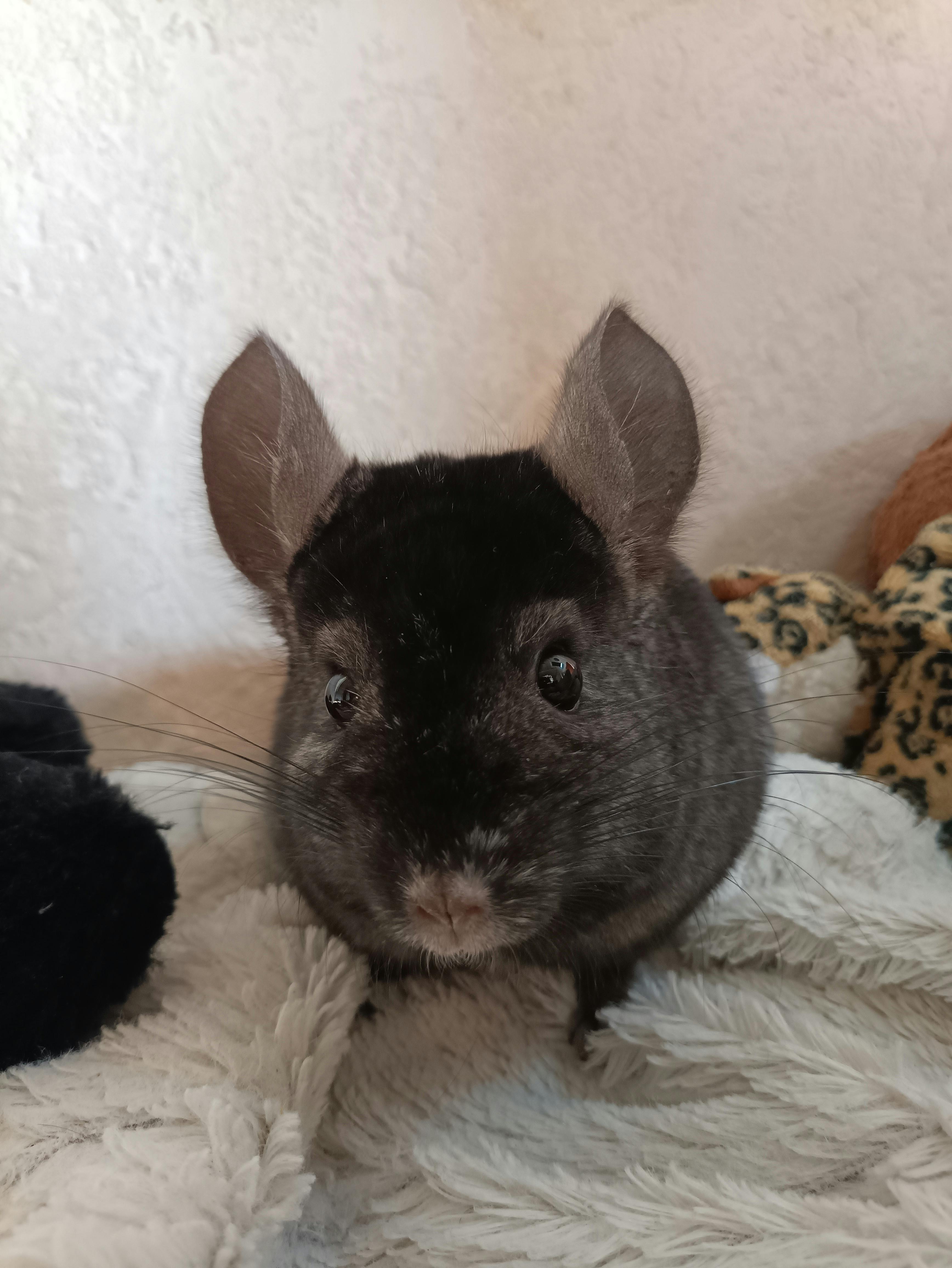 user avatar image for Carlibarli