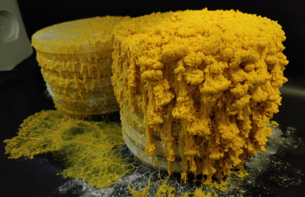 Slime Mold