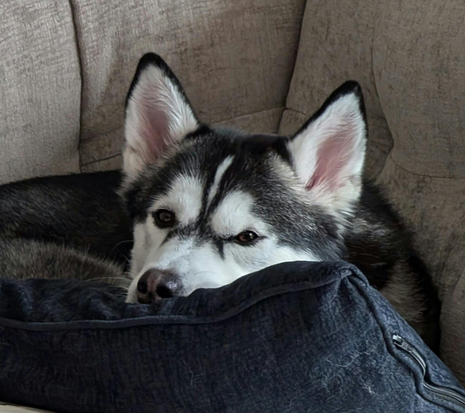 user avatar image for SMM