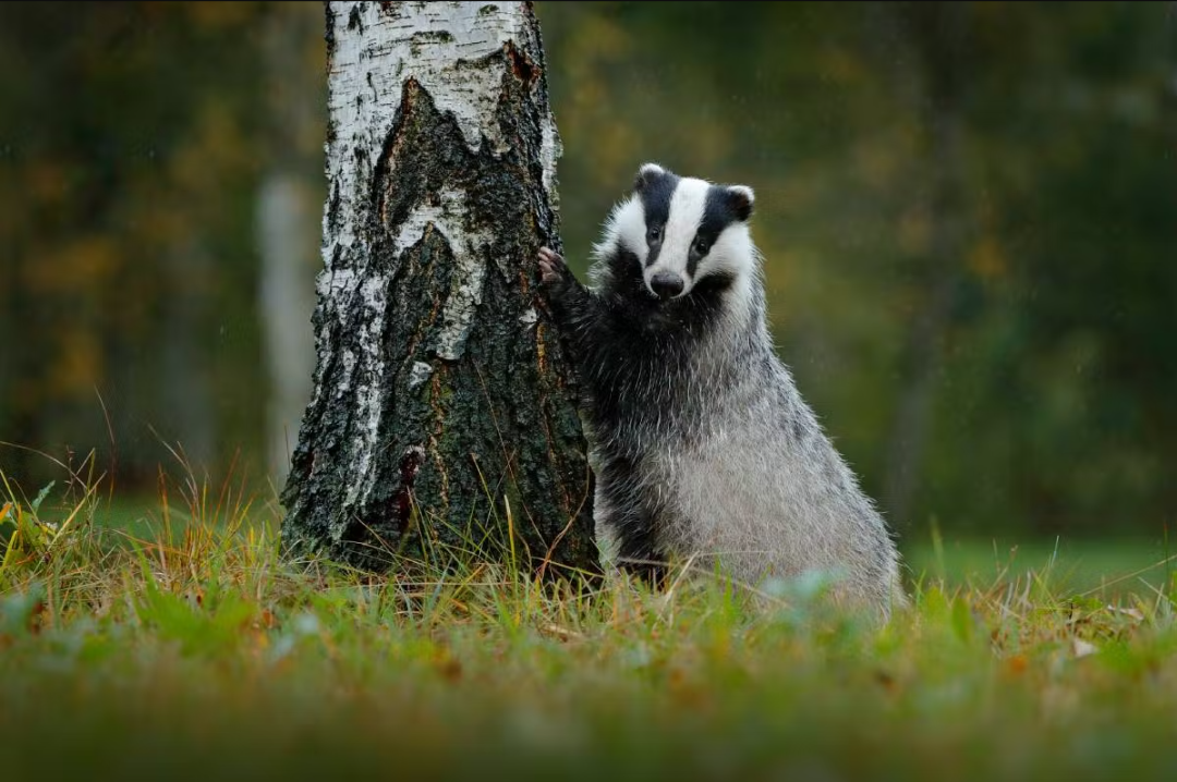 user avatar image for Badger_God