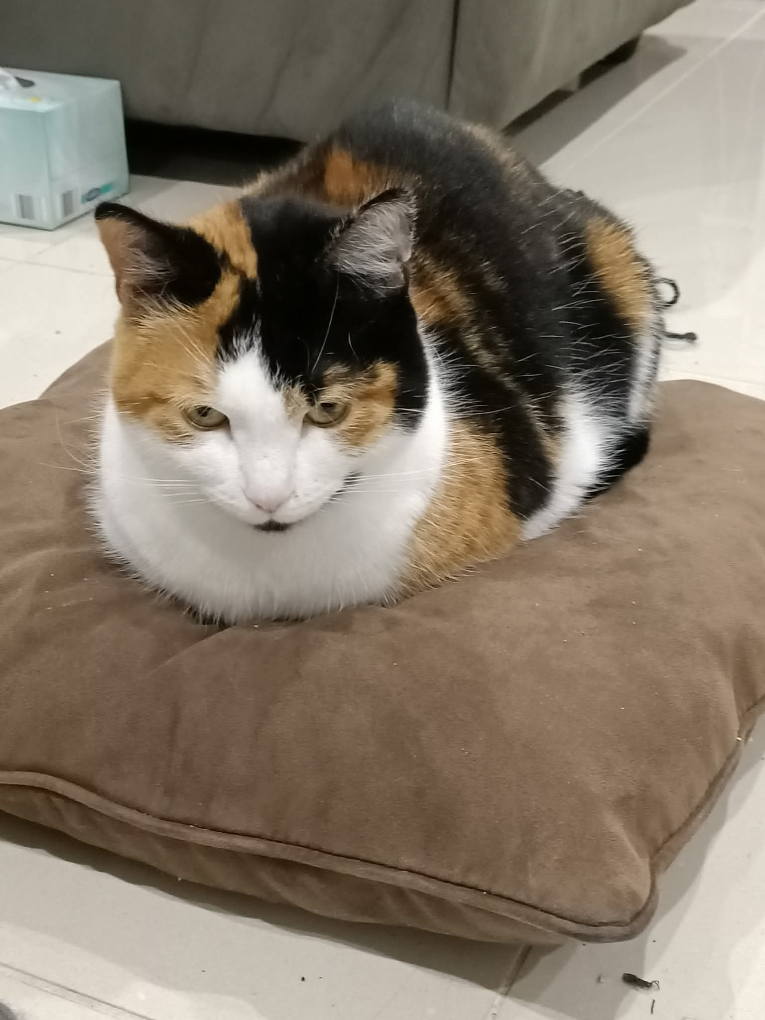 user avatar image for Shar