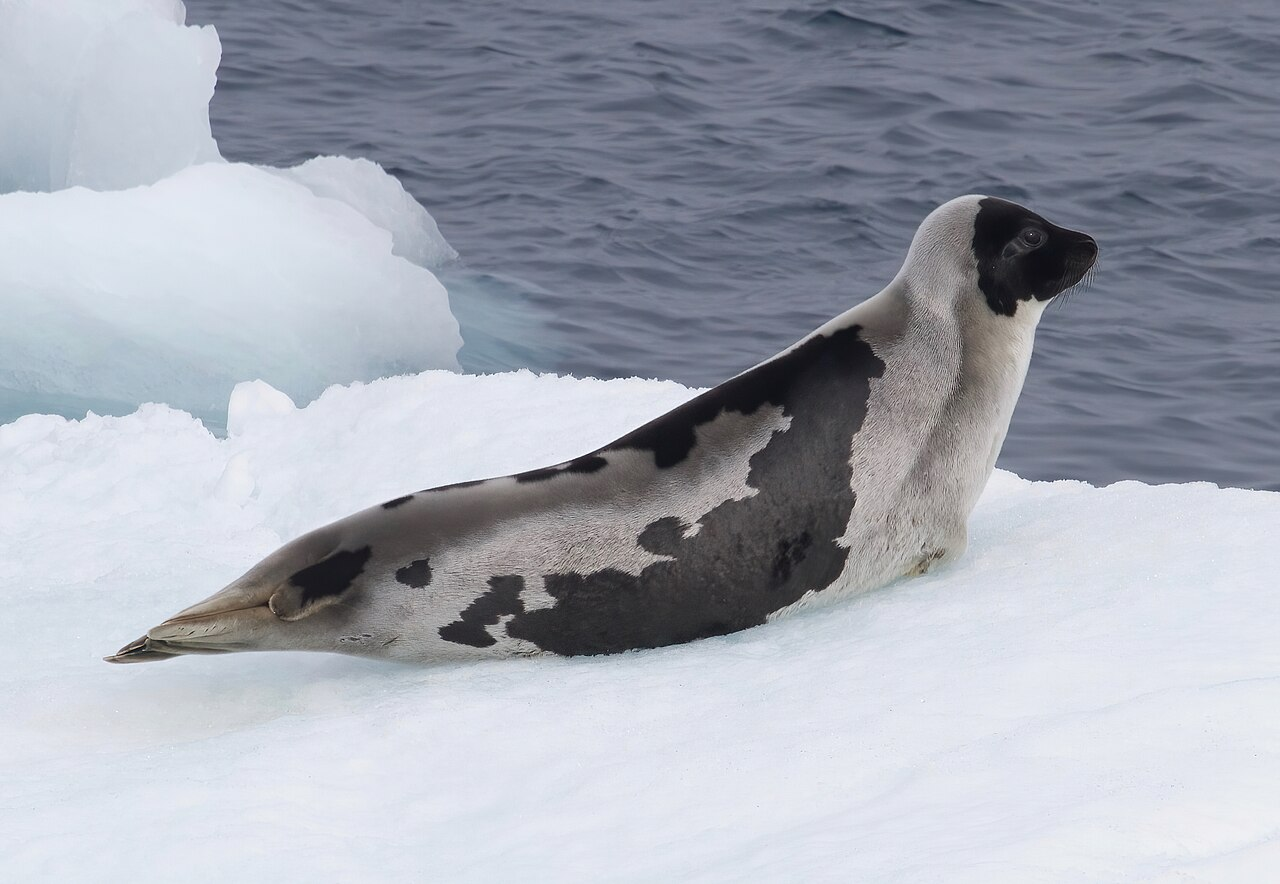 Mother Harp Seal