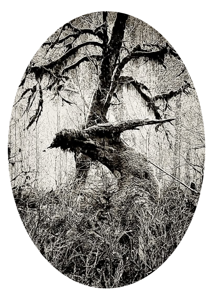 user avatar image for Troll cunning forge 