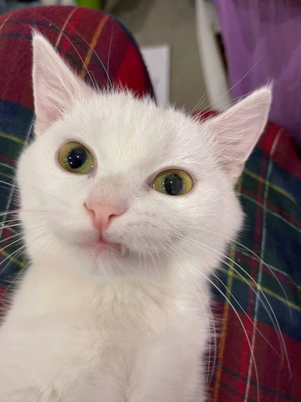 user avatar image for Alex K