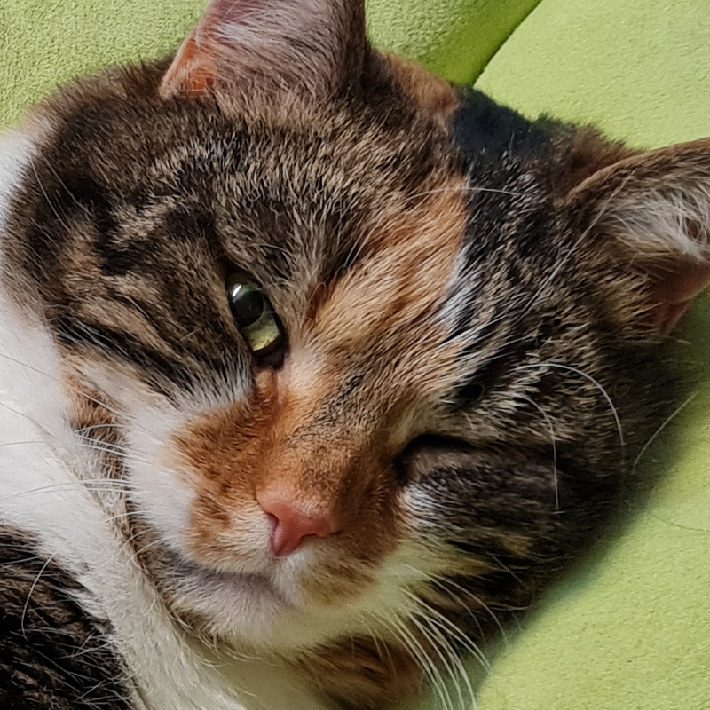 user avatar image for Calico