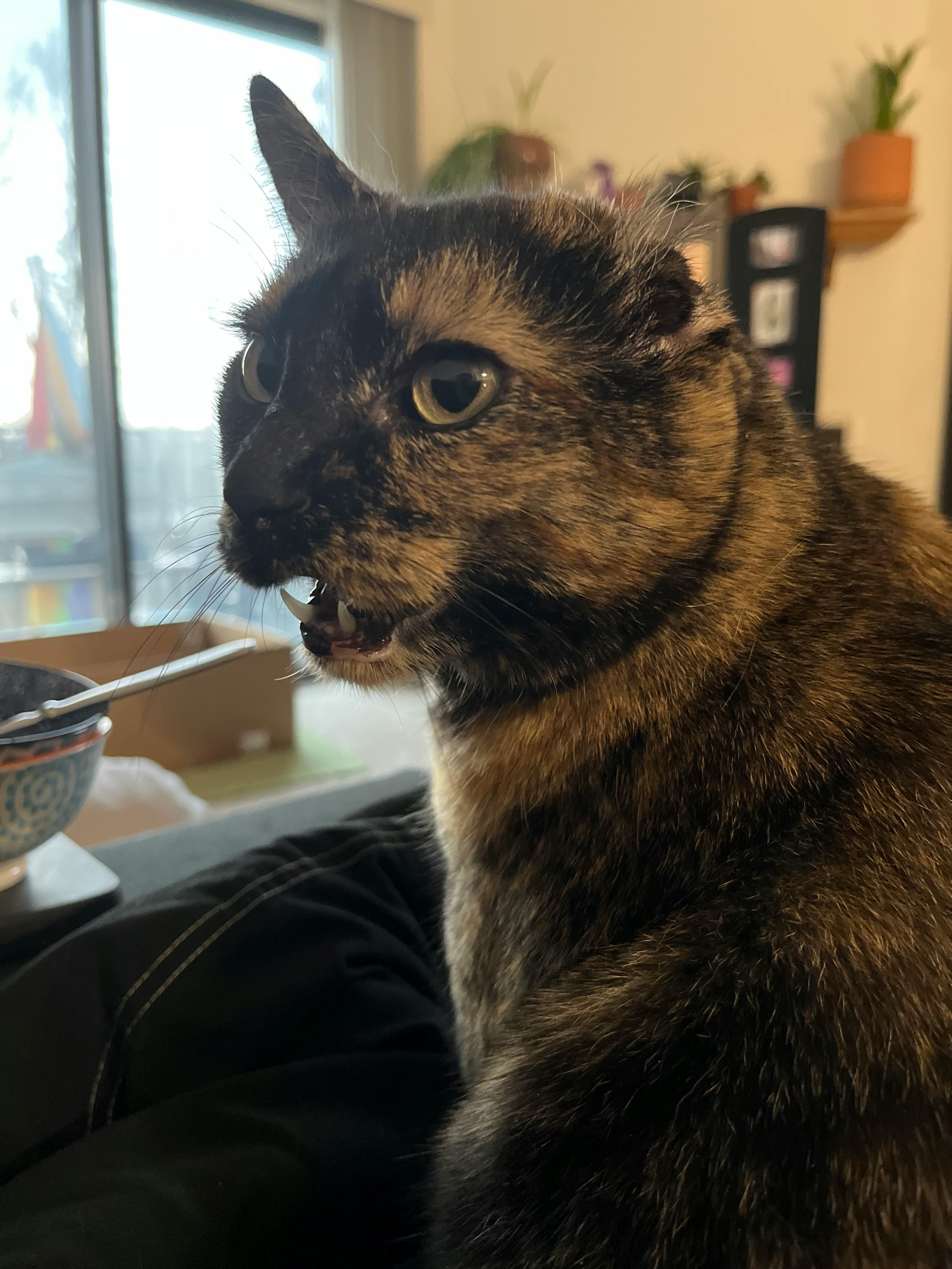 user avatar image for Rowan