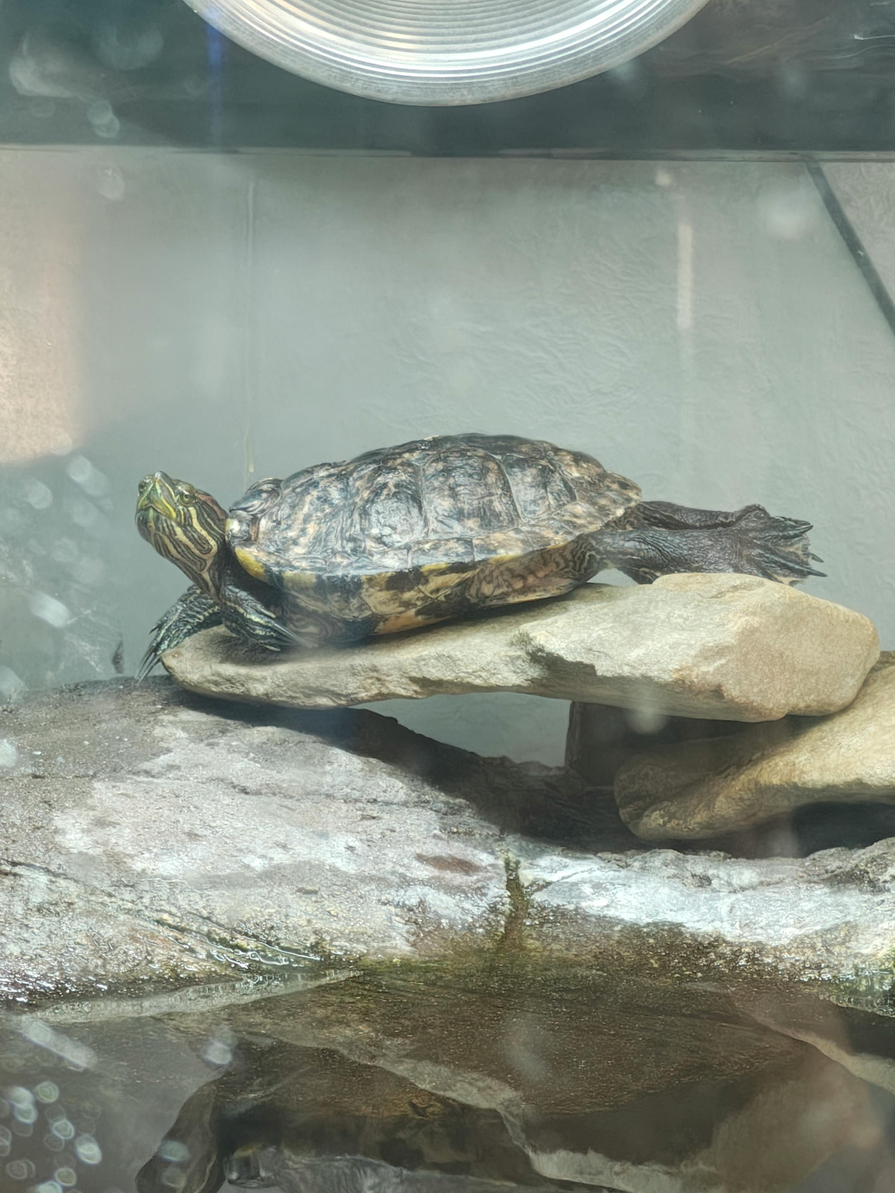 user avatar image for Sora Atlas 