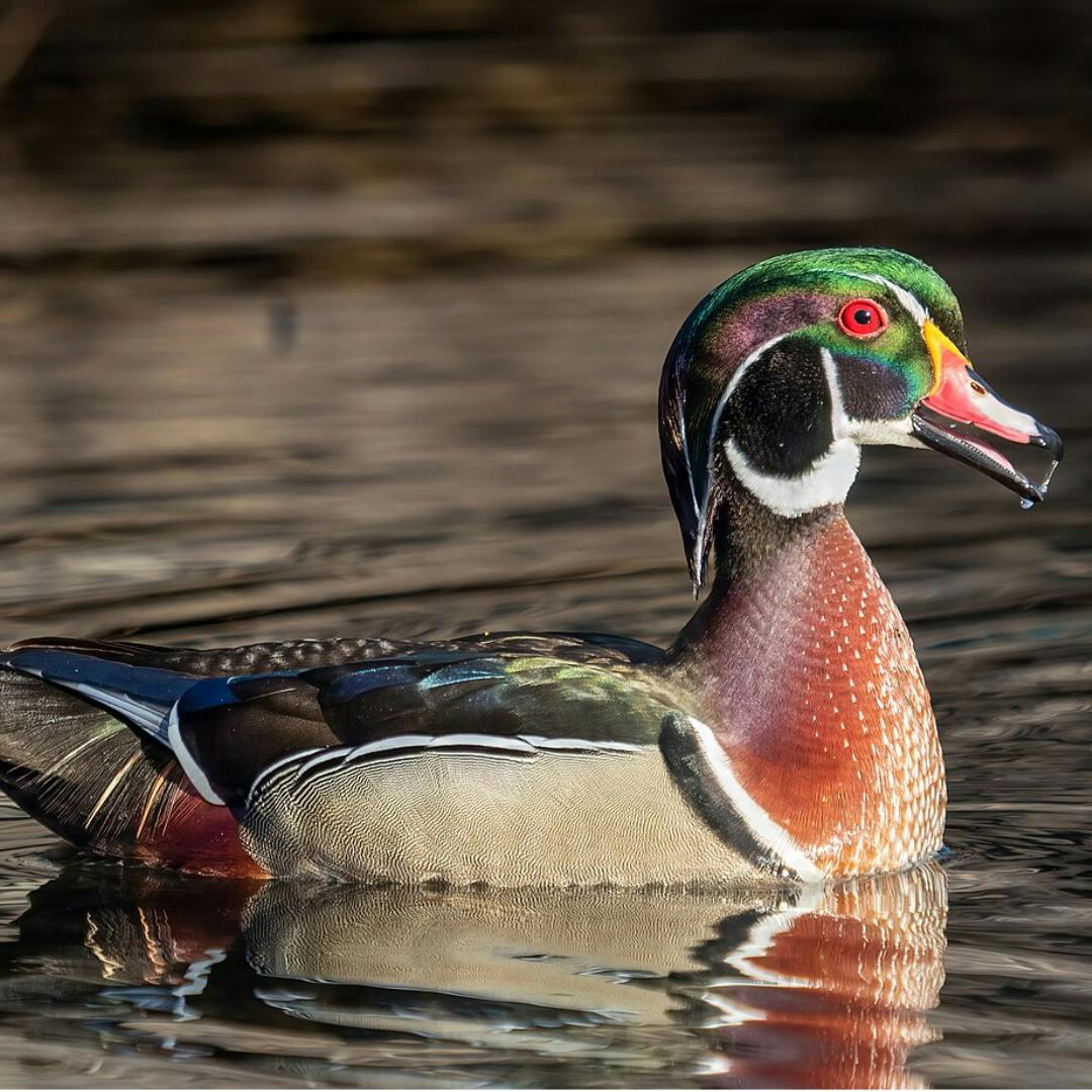 Wood Duck