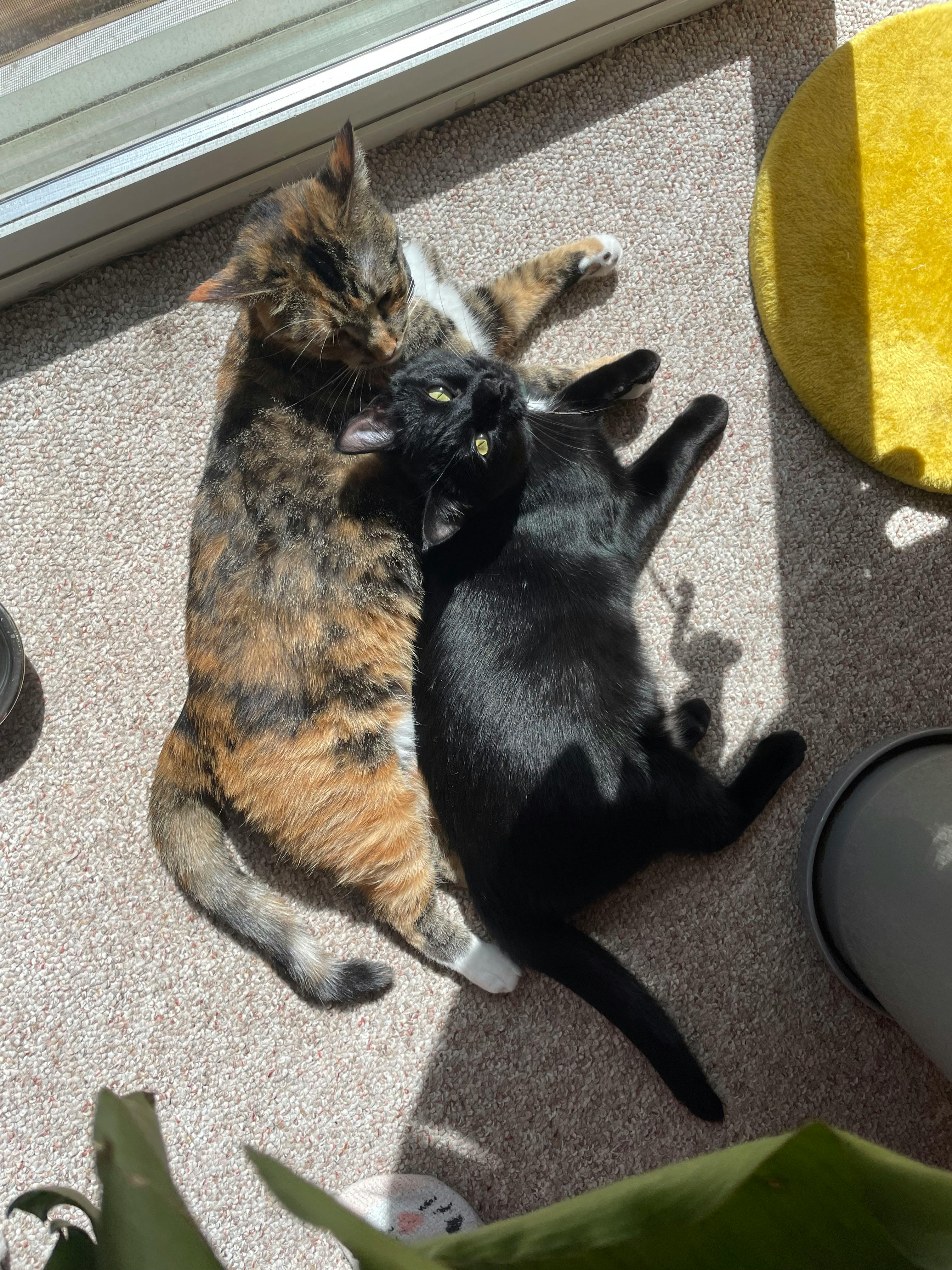 user avatar image for Cameryn