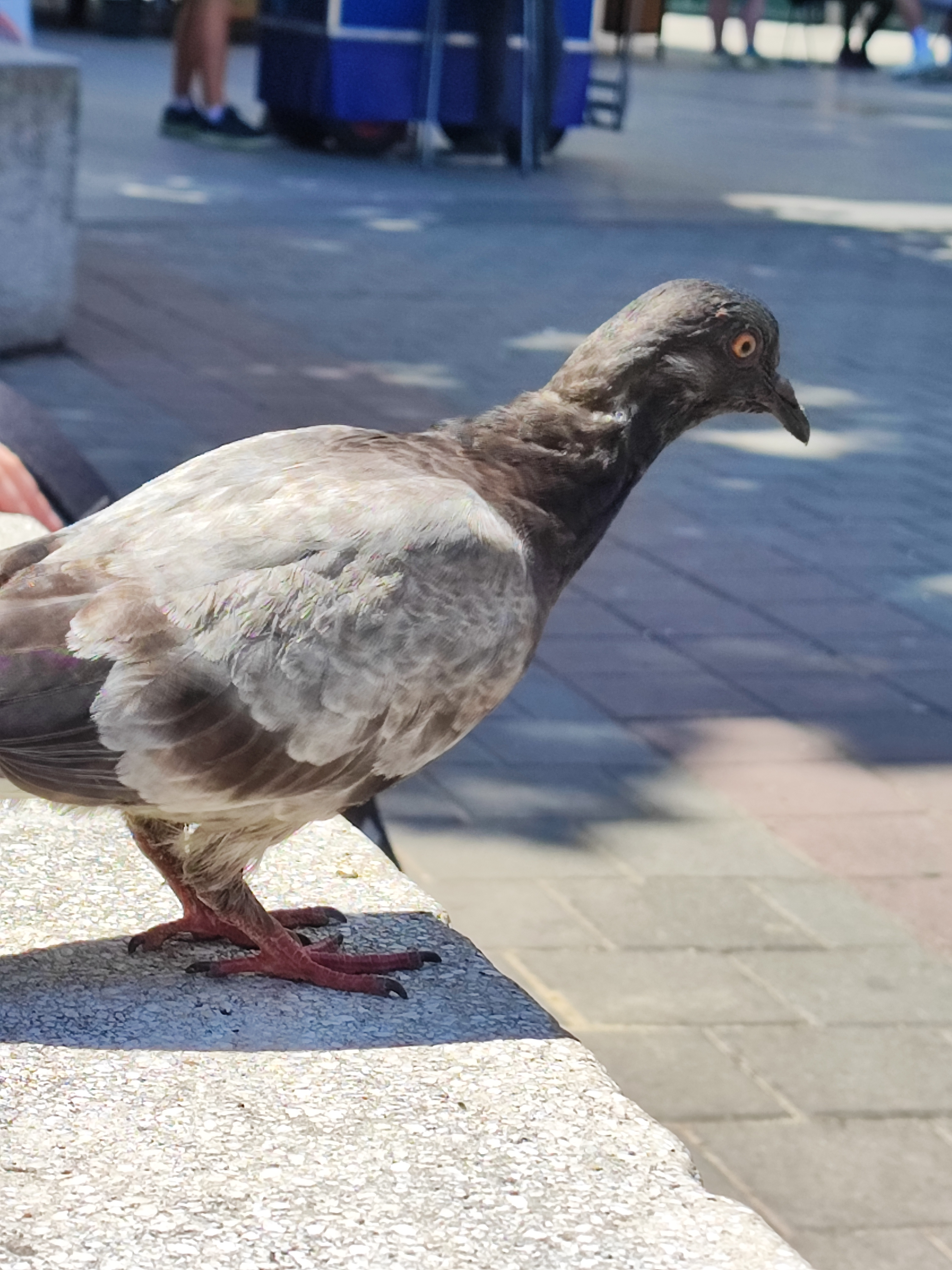 user avatar image for Zephyr