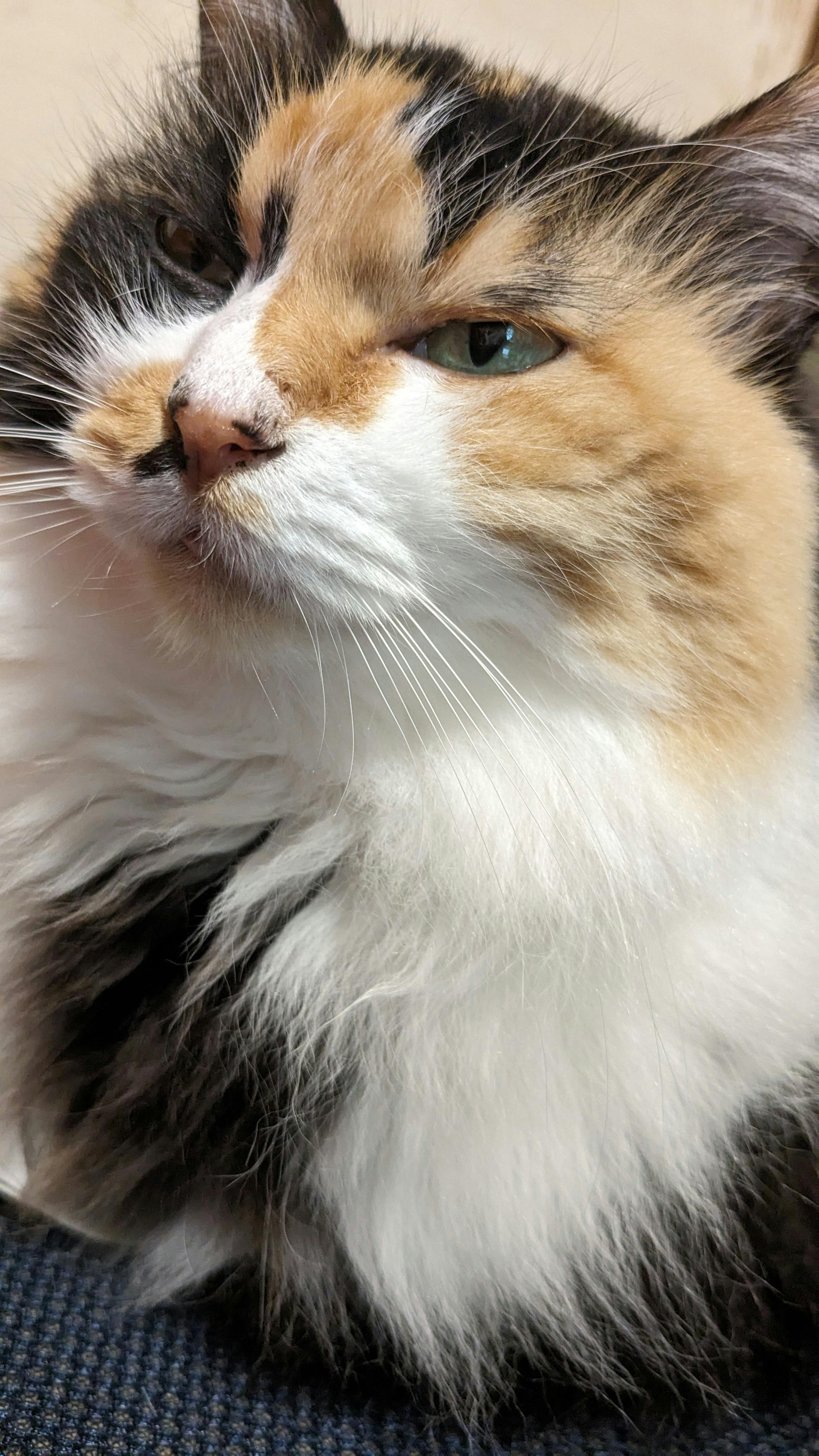 user avatar image for Maya