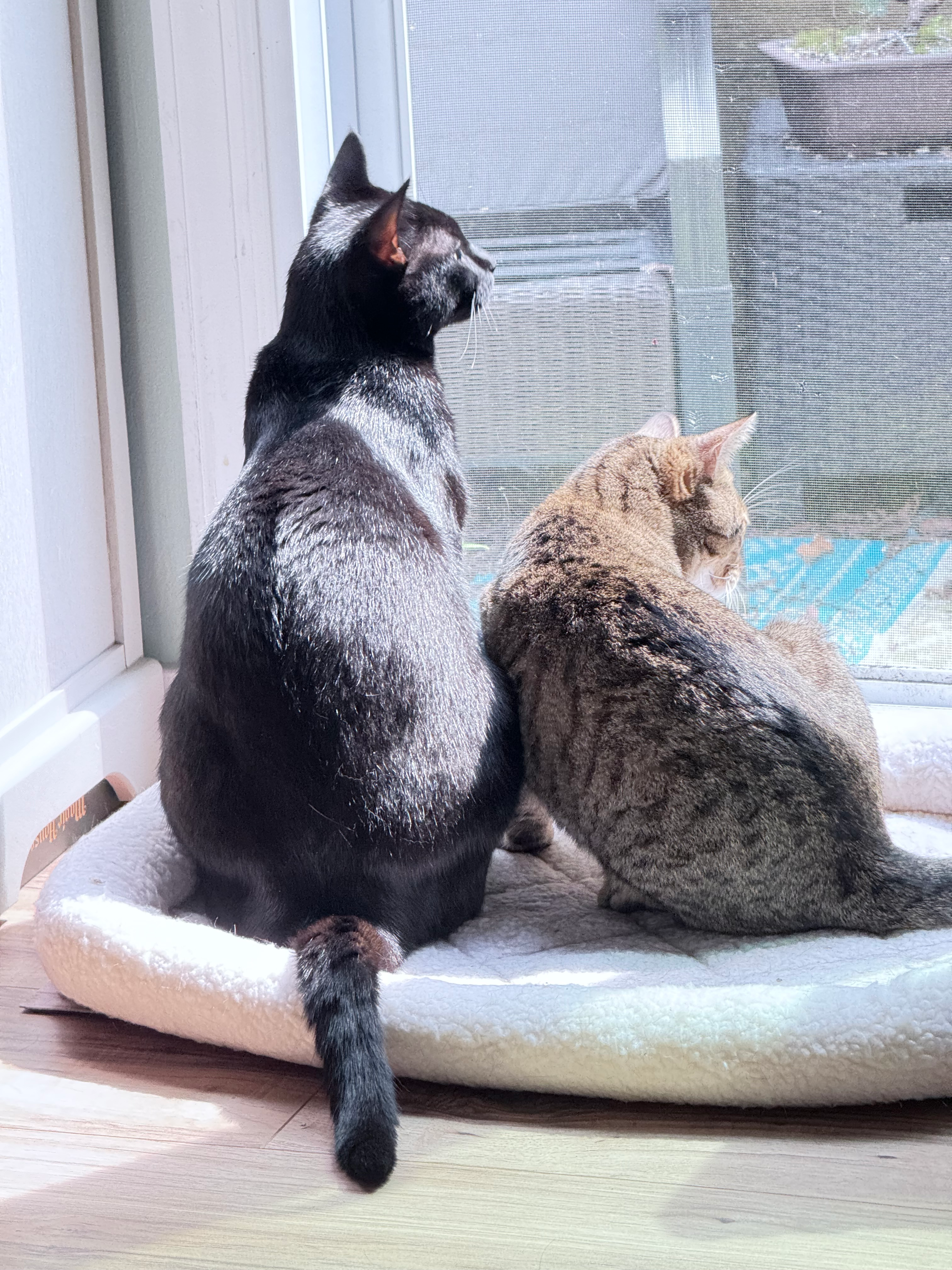 user avatar image for Cat Daddio