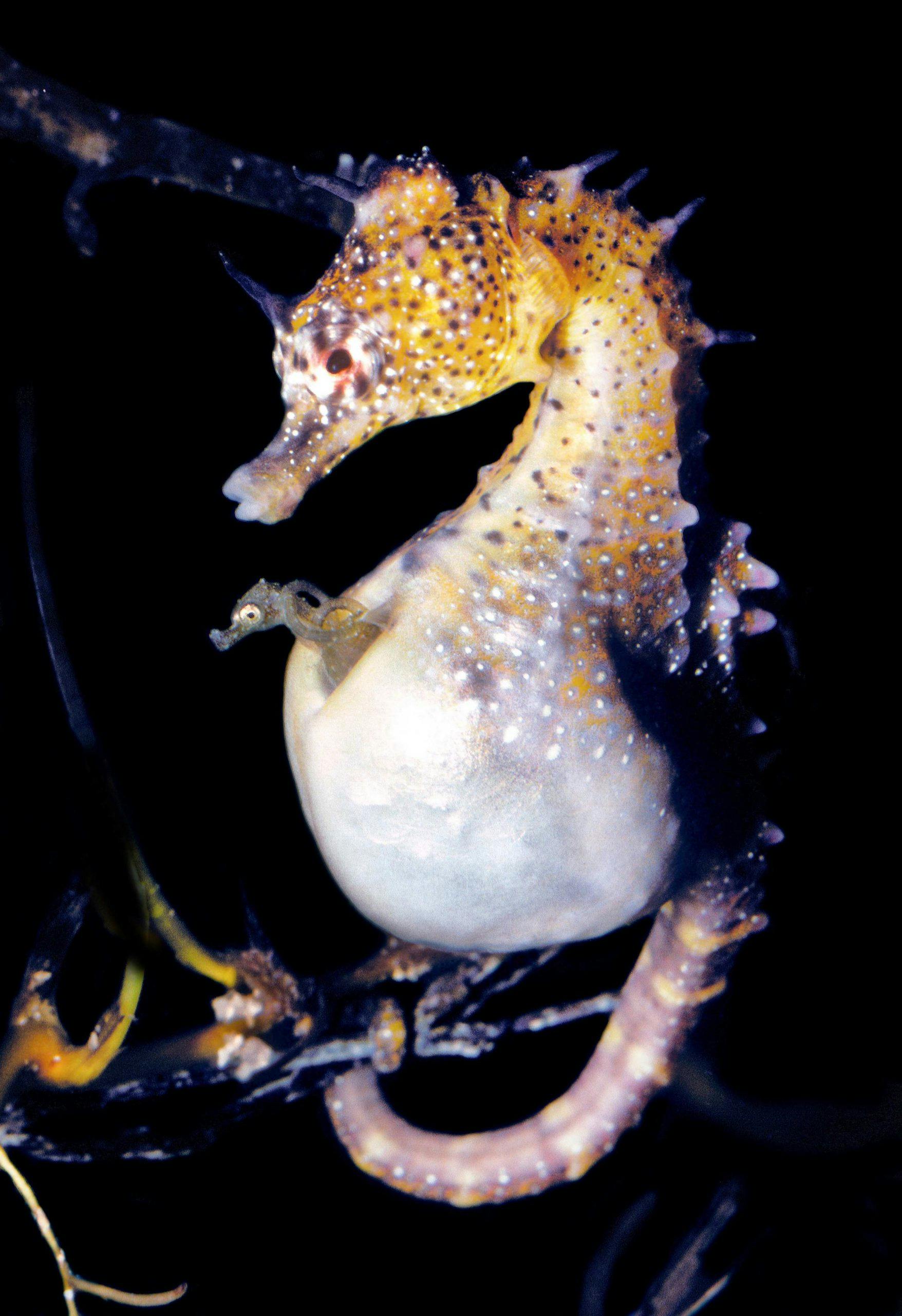 Male Seahorse & Babies (Clear + Matte Gold Cold Stamp)
