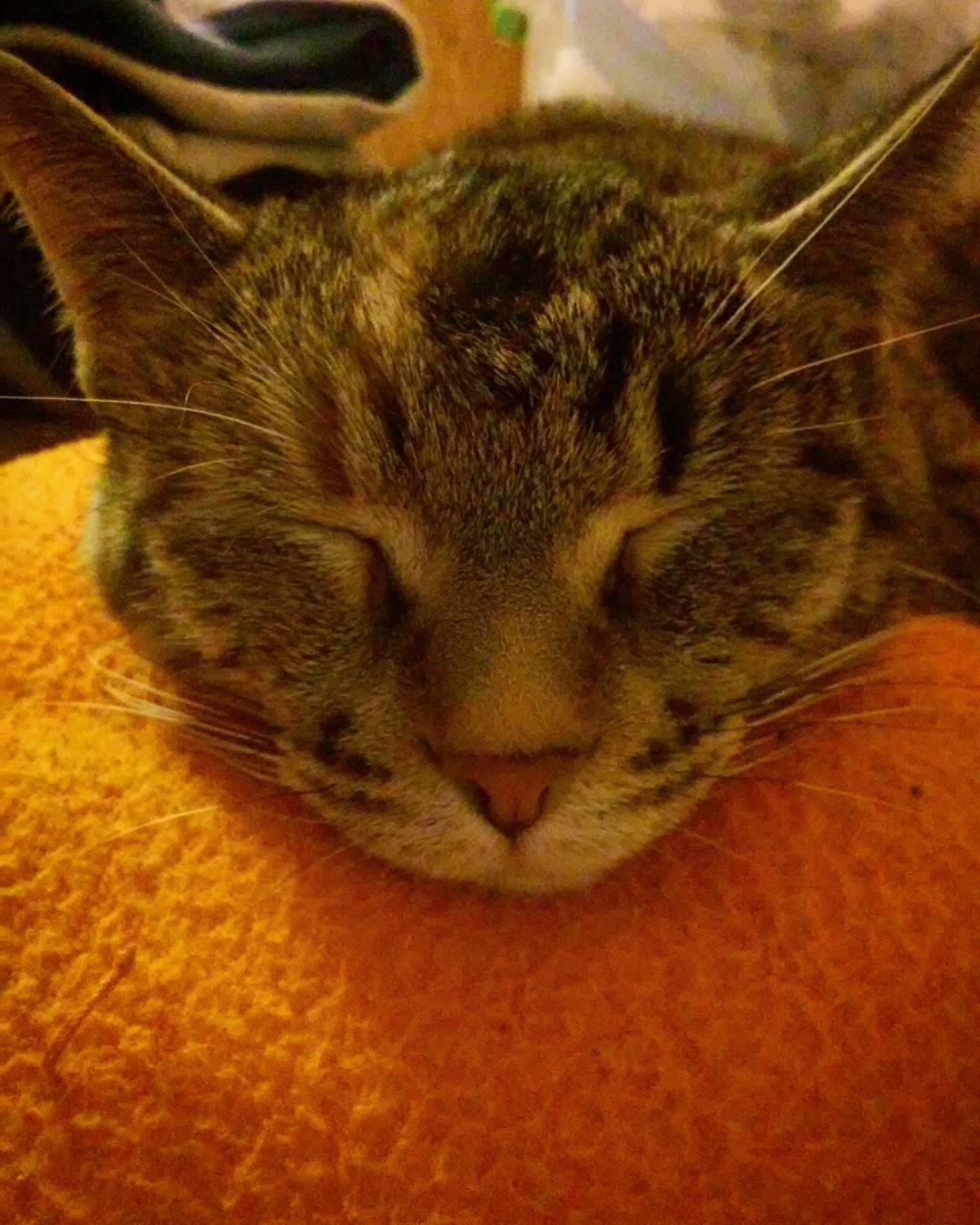 A somewhat grainy photo of a tabby cat resting her chin on an orange plushie. She is sleeping and happy