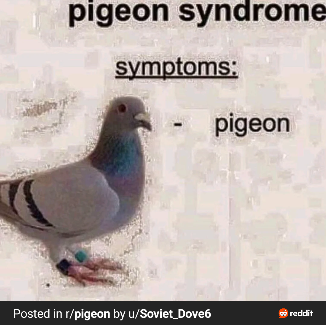 user avatar image for Columbidae fan