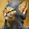 user avatar image for KnightCat