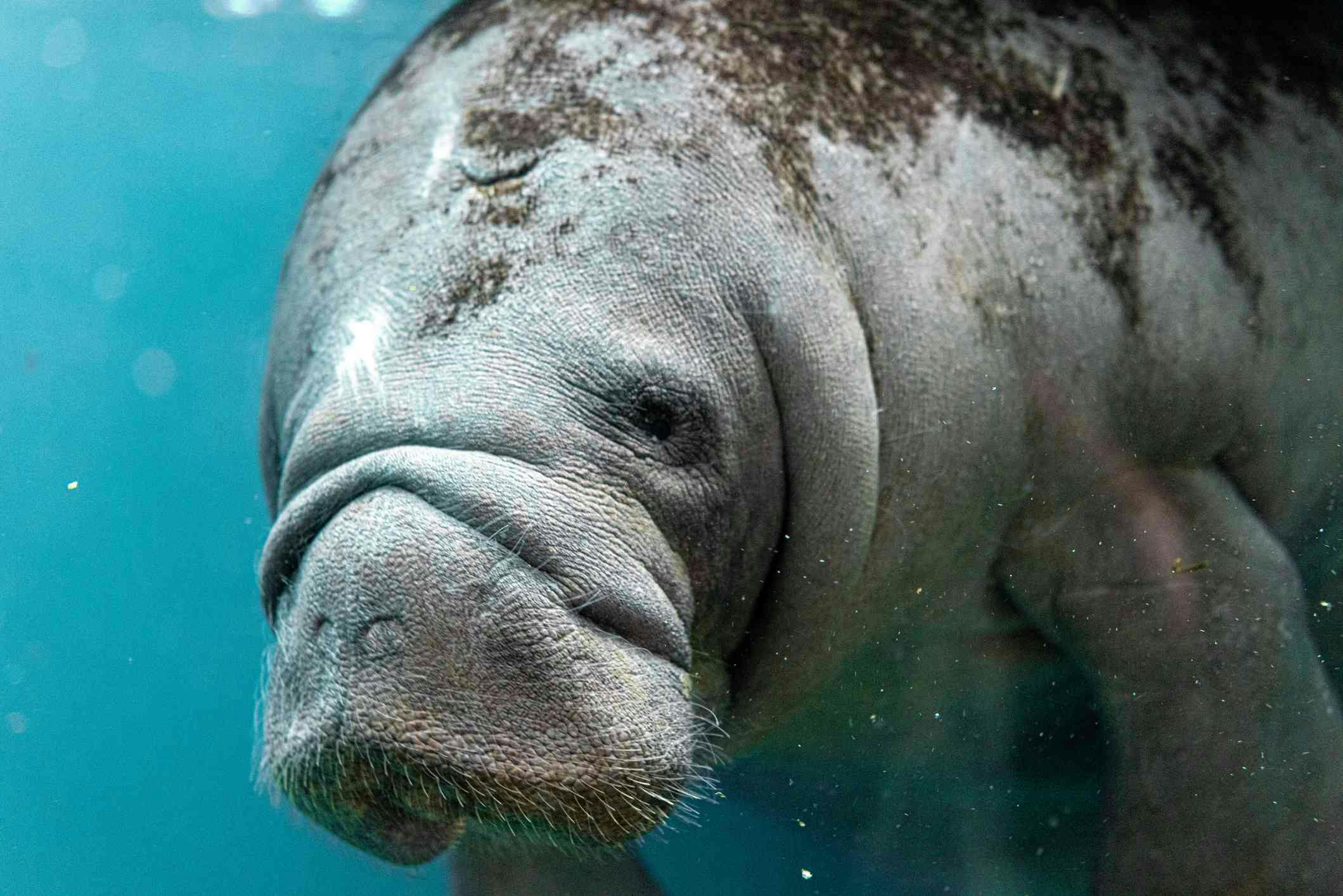 Manatee