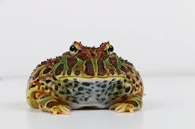 user avatar image for Majesticbeeflapflap