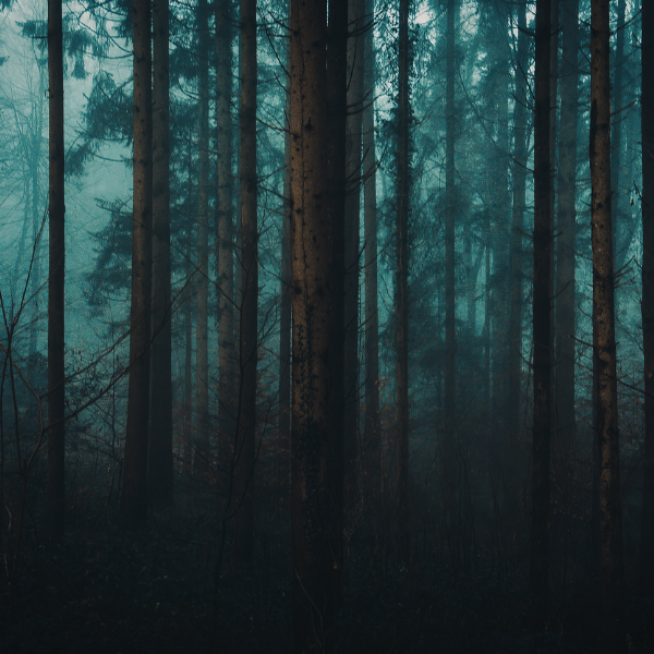 The deep, dark woods