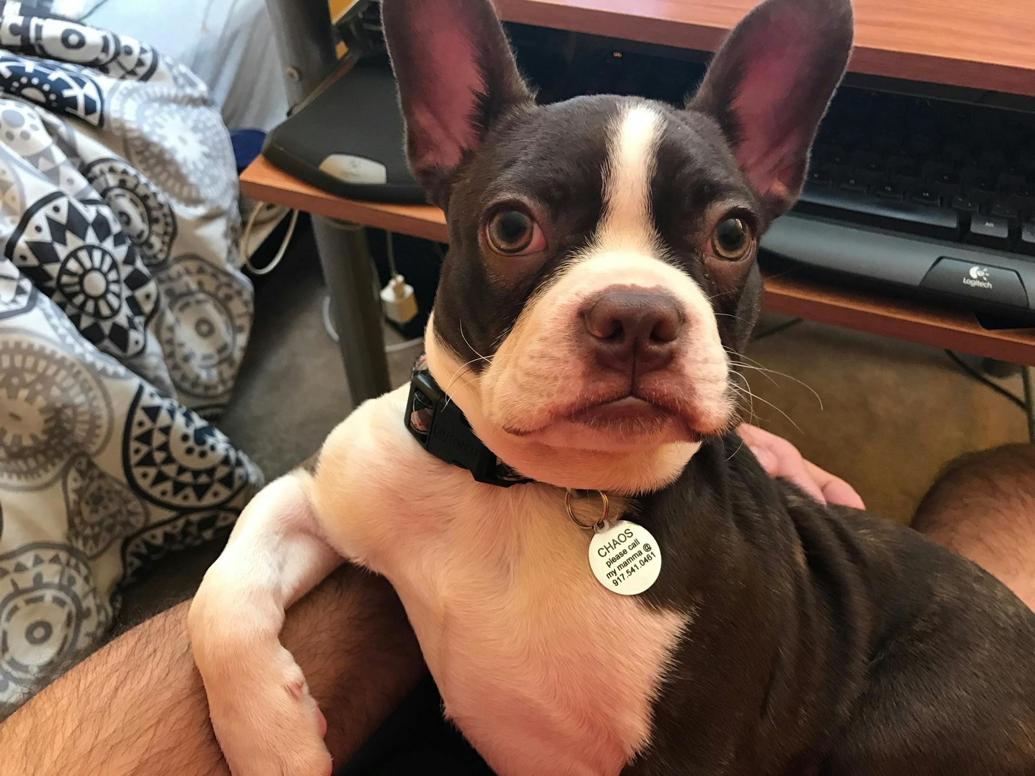 user avatar image for thomas tramantano