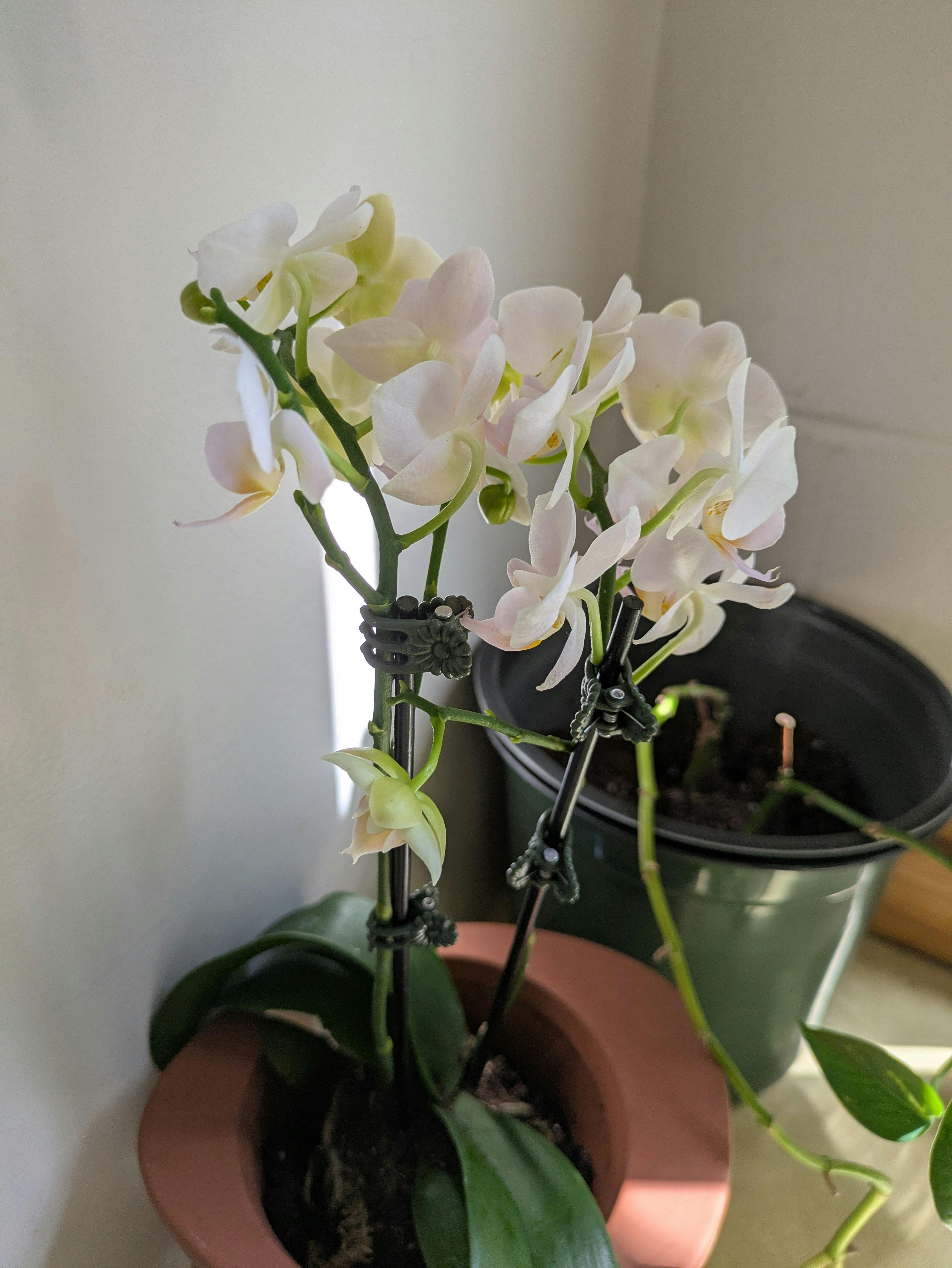 user avatar image for Sophia Swinbourne