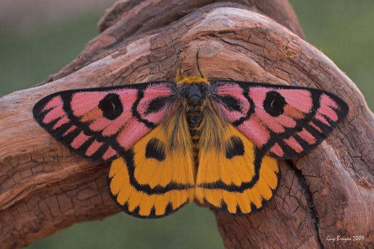 Sheep Moth