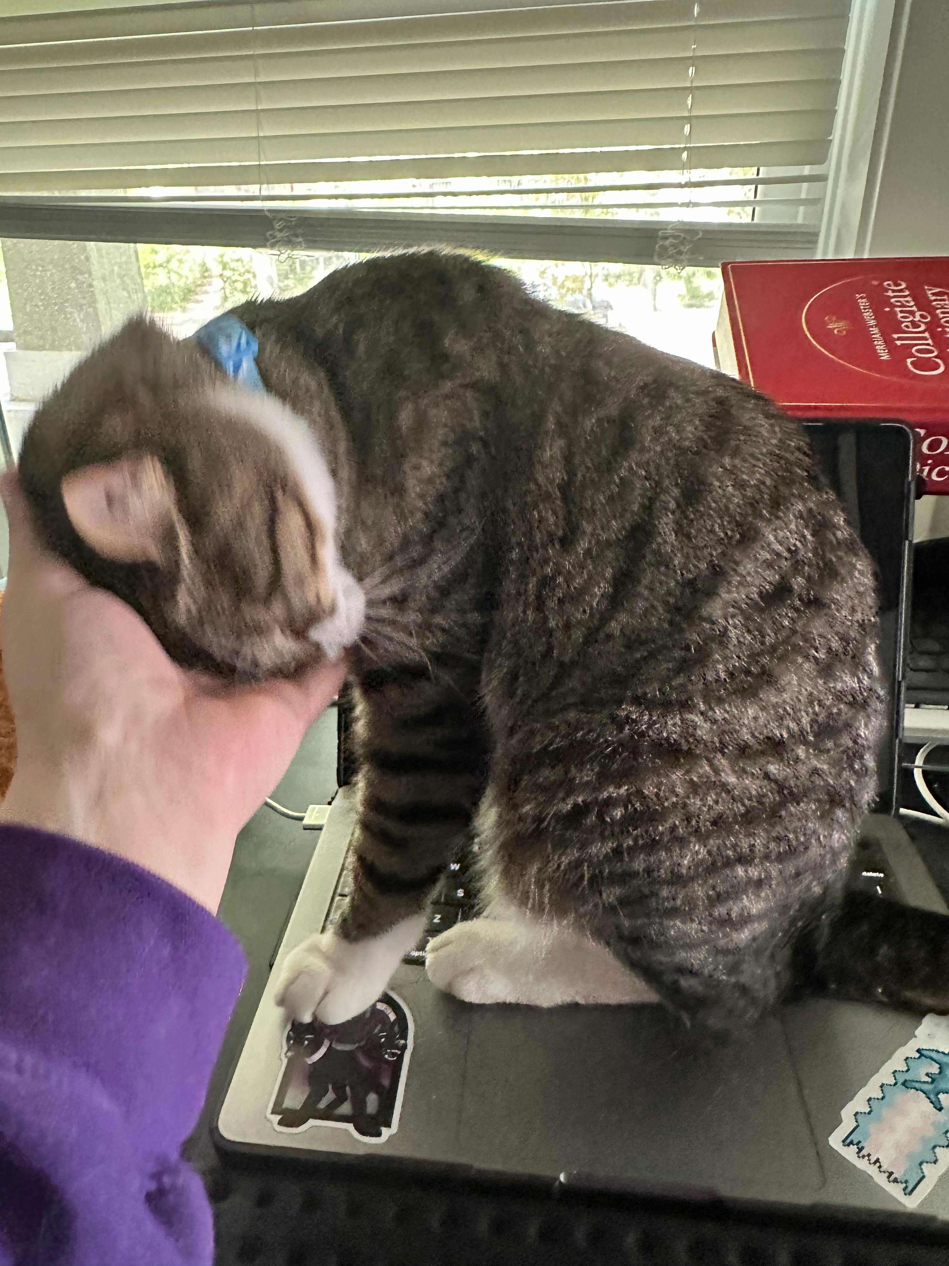 Crouton is a brown and gray tabby cat with white feet, sitting on my laptop keyboard and pressing his face into my hand to get some good rubs