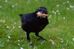 user avatar image for Crow Gotta Eat