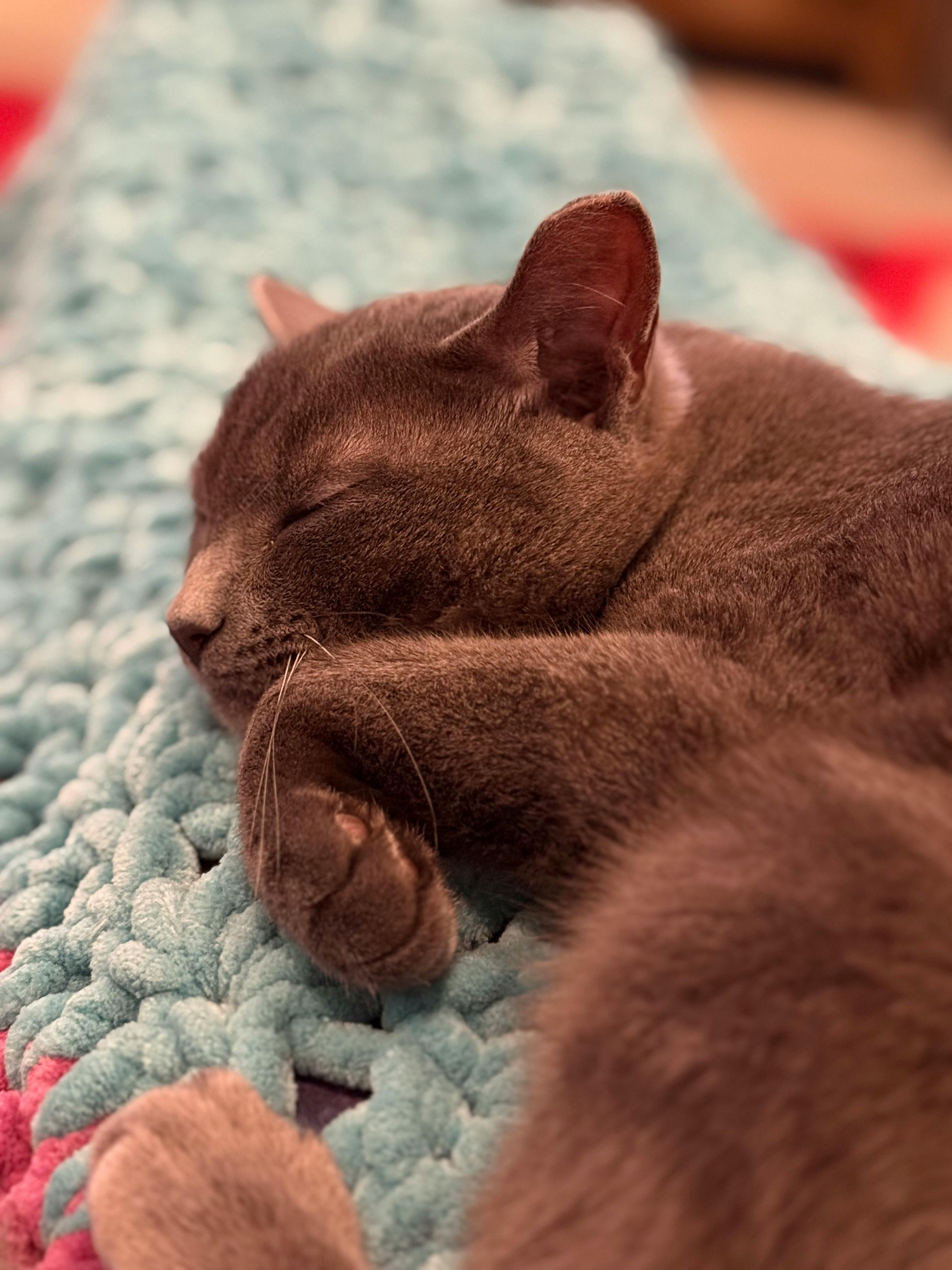 user avatar image for Amanda Amengual