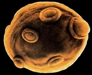 user avatar image for MicroB